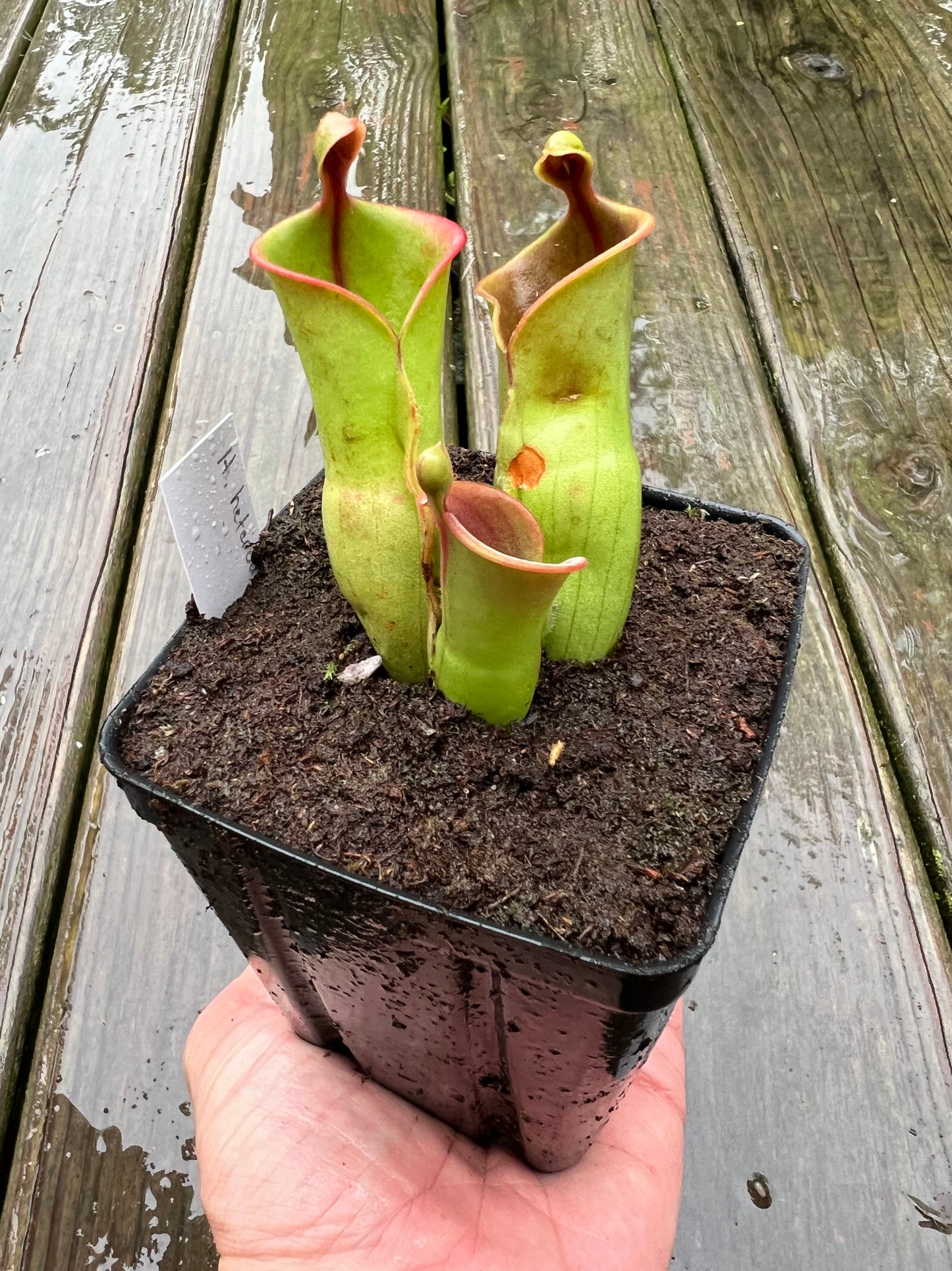 Heliamphora heterodoxa x minor - Potted Division