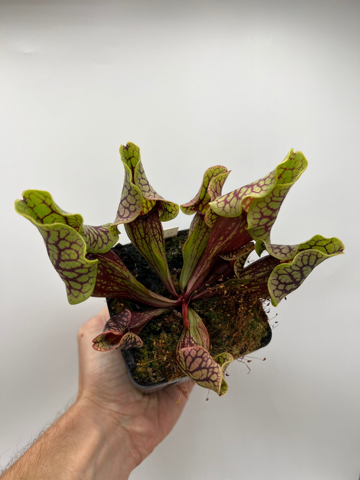 Sarracenia purpurea ssp. venosa “Little Carnivores” - Seed Grown #26