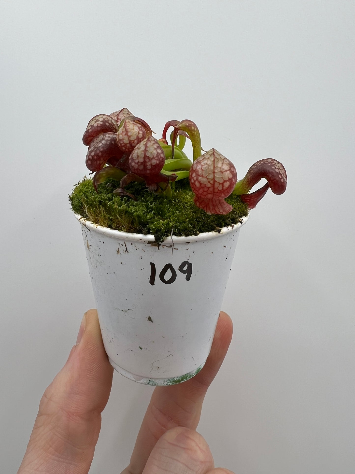 Darlingtonia californica (Cobra Pitcher Plant) - Seed Grown #109