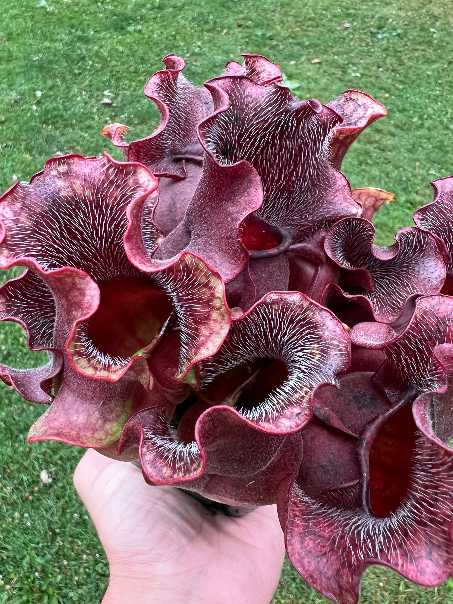 Sarracenia purpurea ssp. venosa (Brunswick Co, NC)