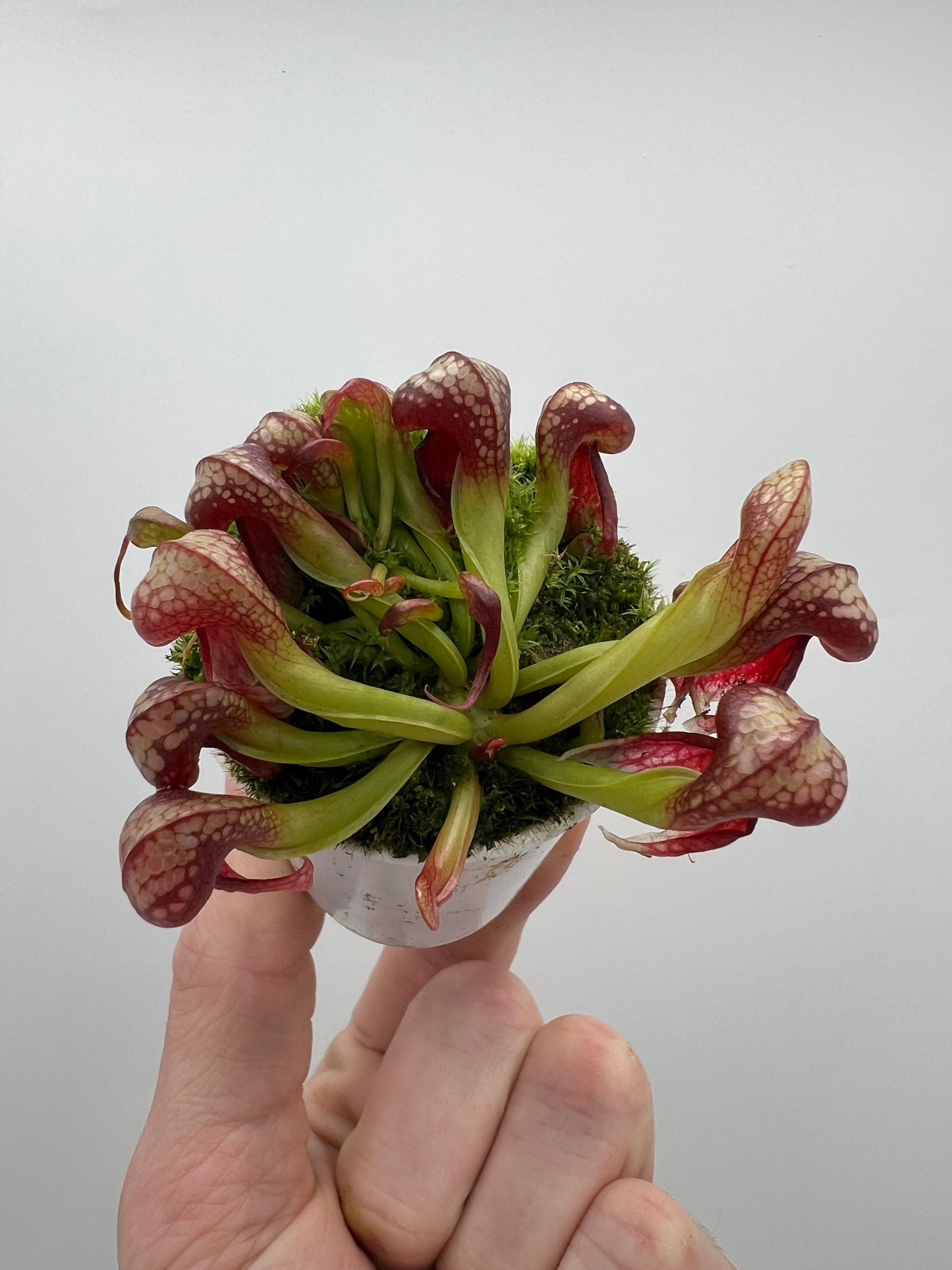 Darlingtonia californica (Cobra Pitcher Plant) - Seed Grown #137