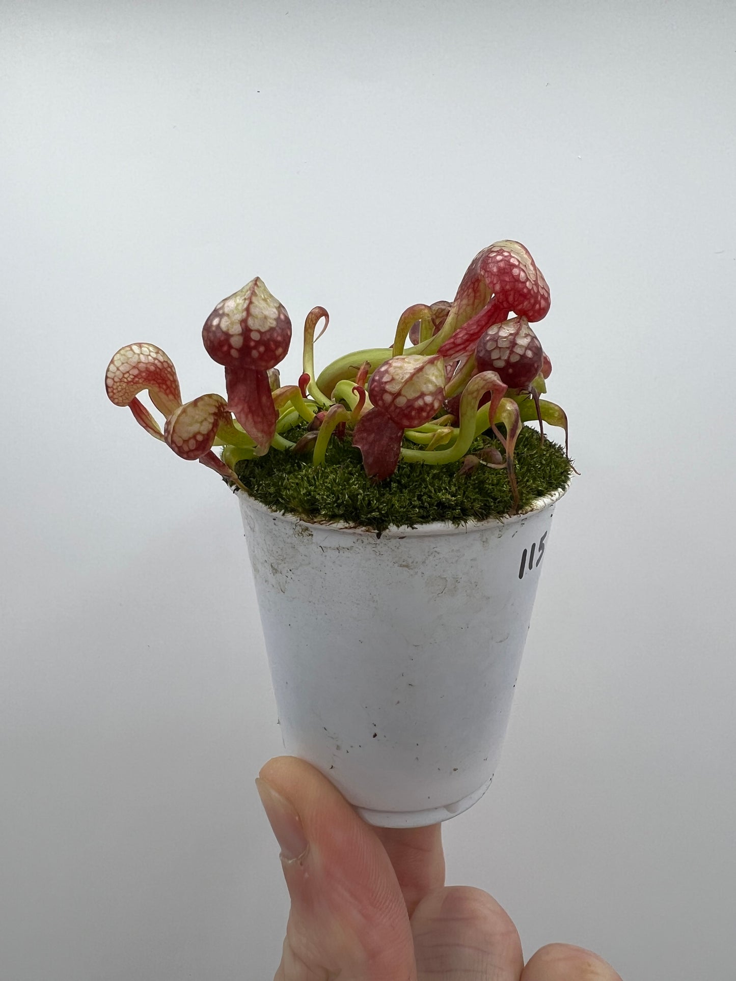 Darlingtonia californica (Cobra Pitcher Plant) - Seed Grown #115