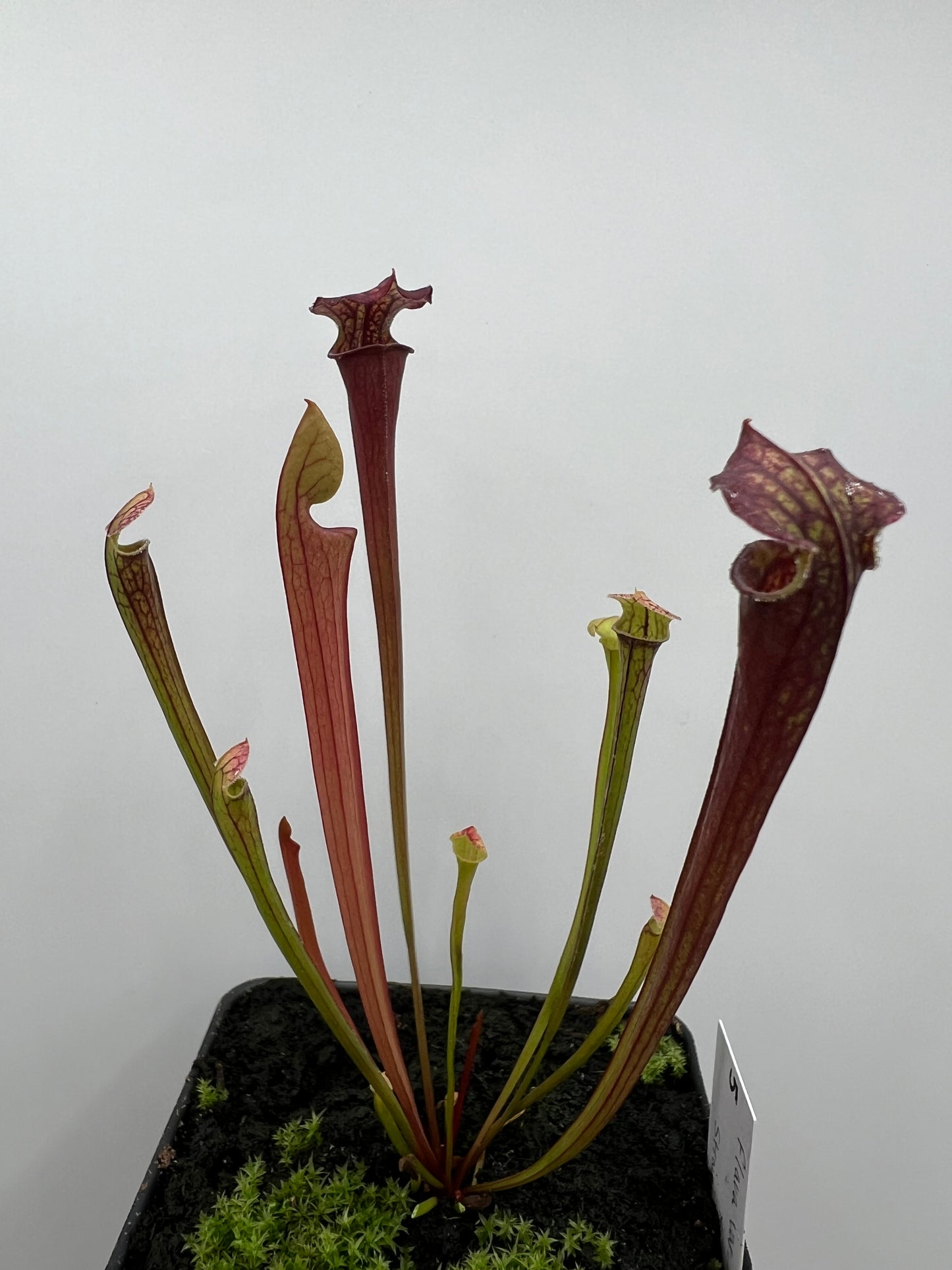 Sarracenia flava var. rubricorpora x “Strawberry Milkshake” - Seed Grown #5