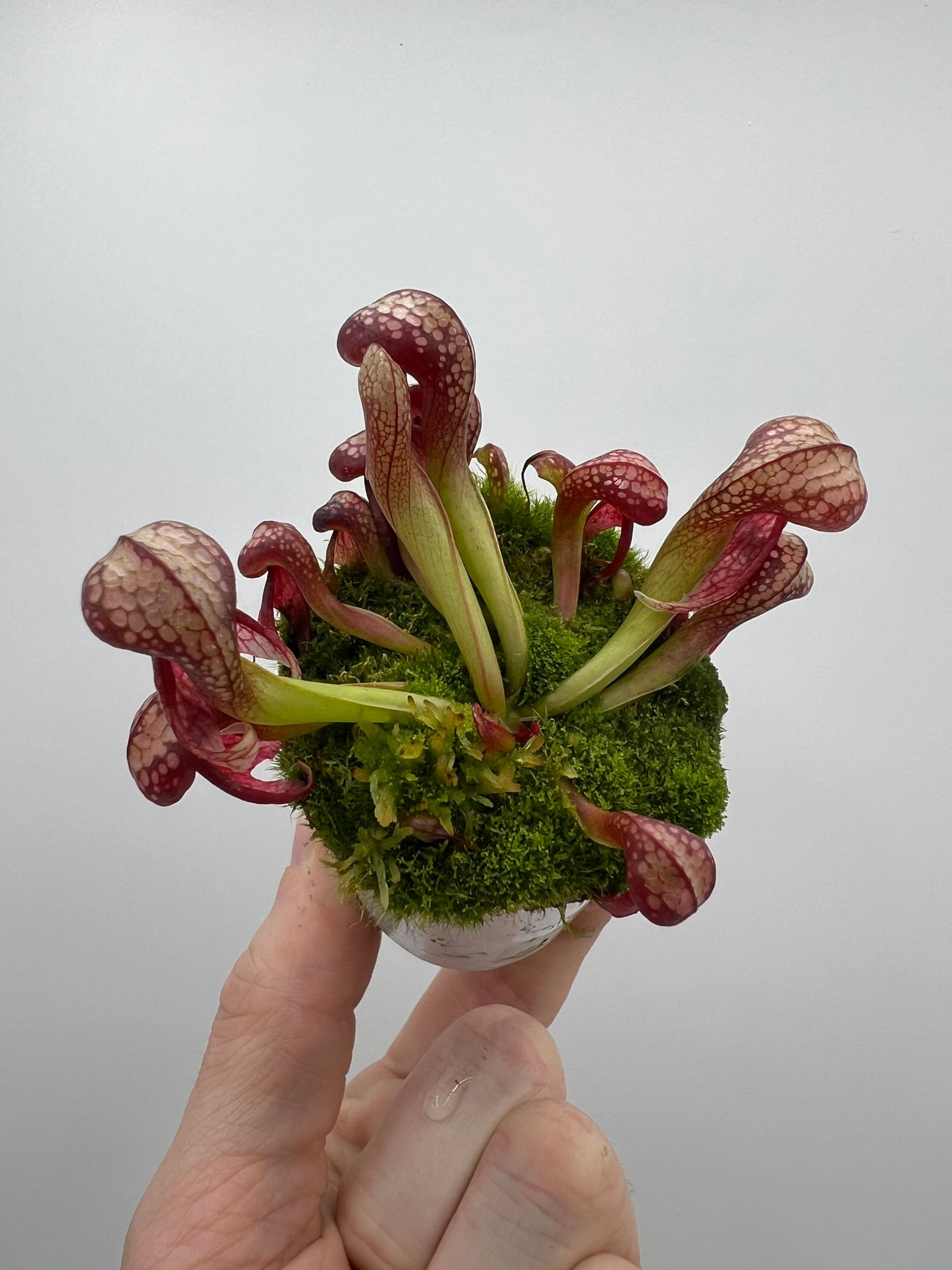 Darlingtonia californica (Cobra Pitcher Plant) - Seed Grown #133