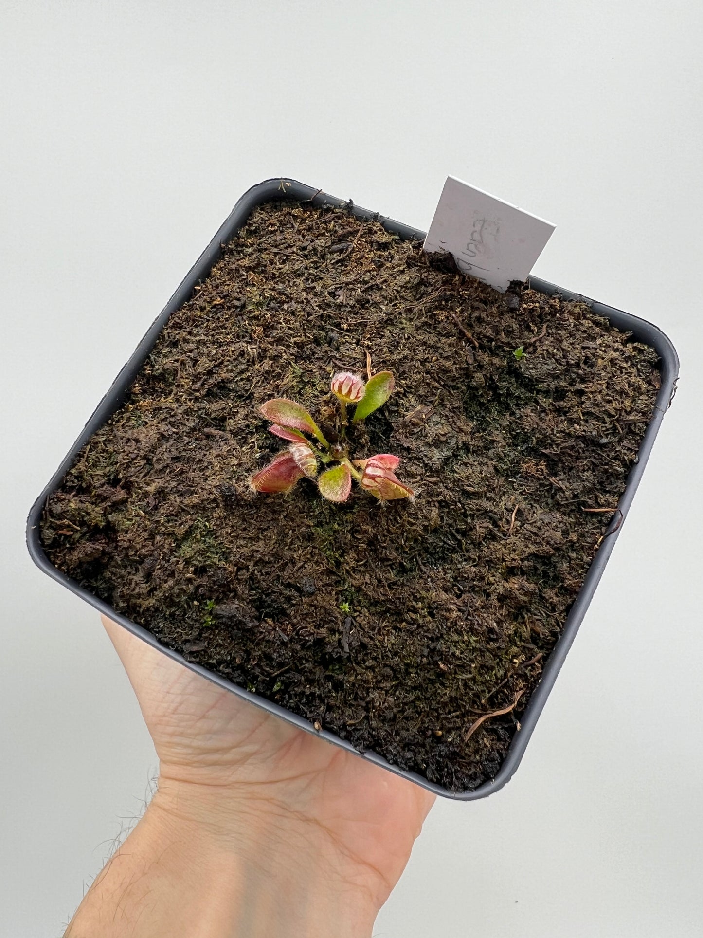 Cephalotus follicularis ‘Eden Black’ - *Rare*