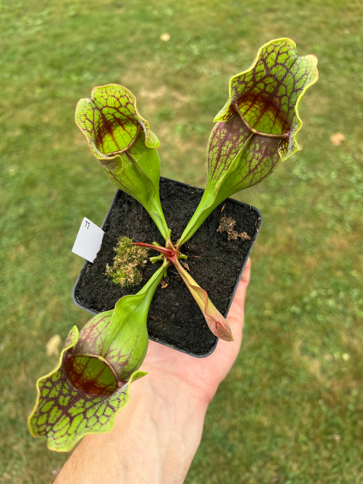 Sarracenia purpurea ssp. purpurea (Centre Co, PA) - Seed Grown #77