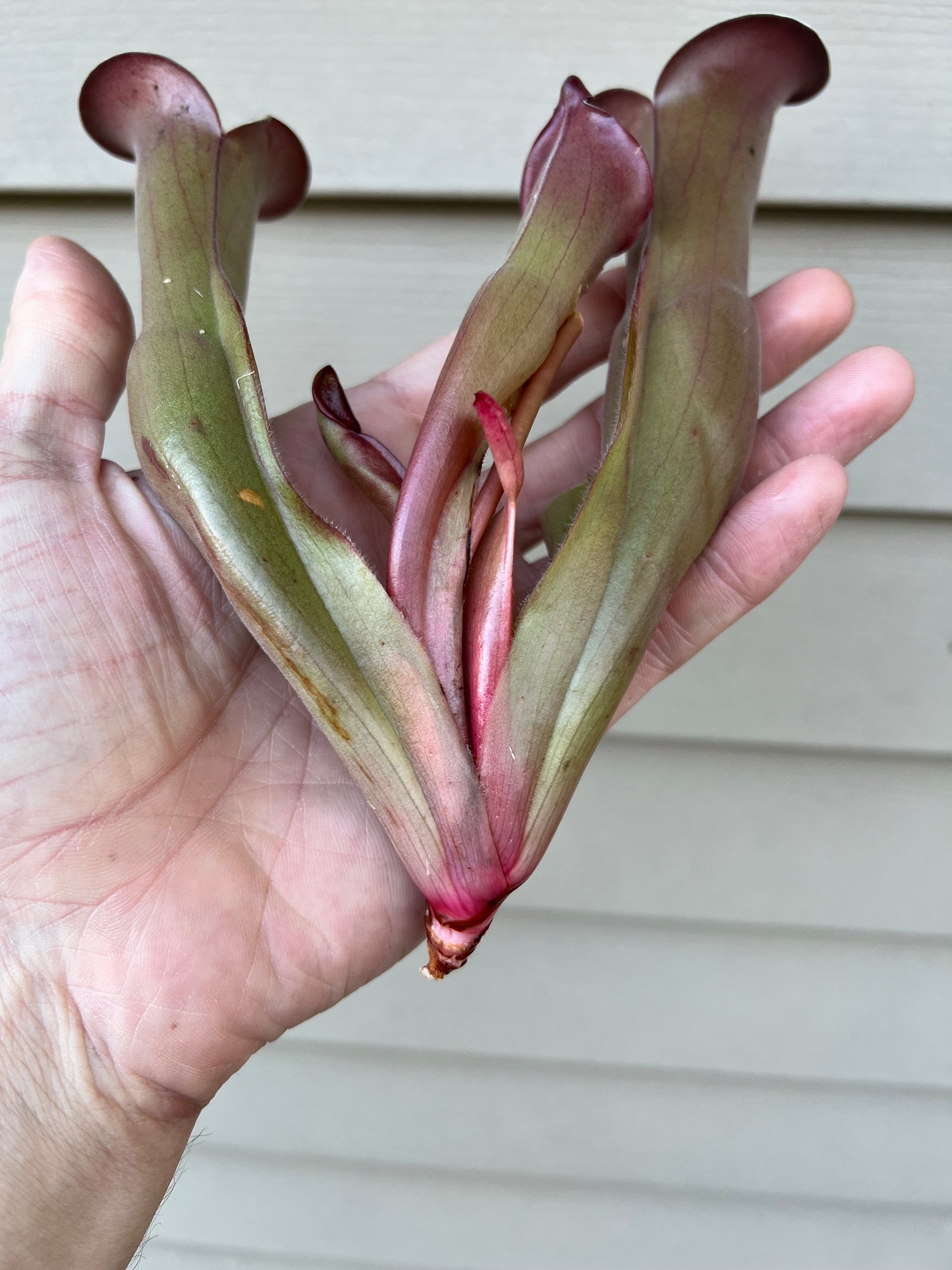 Heliamphora “Nutans Giant” x (tatei x folliculata) SG 8.14.19 LC1 - Division C