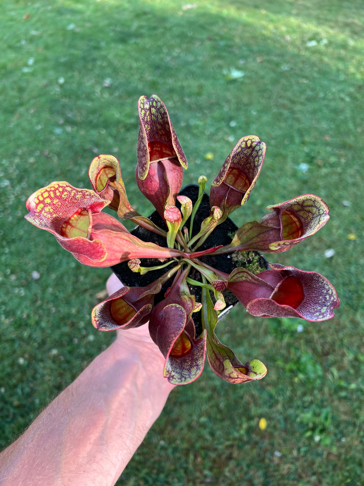 Sarracenia purpurea ssp. purpurea (Centre Co, PA) - Seed Grown #45