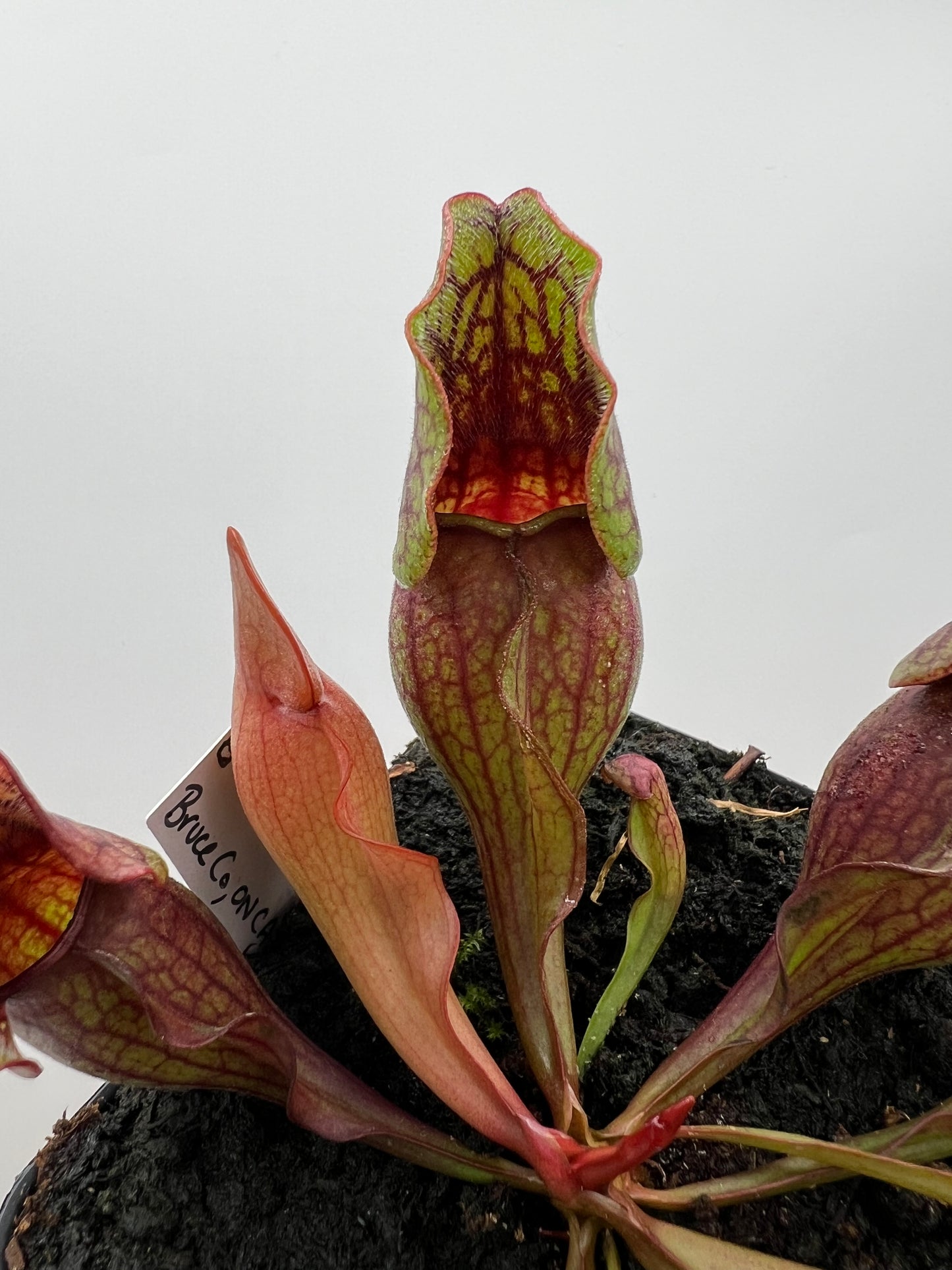 Sarracenia purpurea ssp. purpurea (Norfolk Co, MA) x (Bruce Co, Ontario Canada) - Seed Grown #8