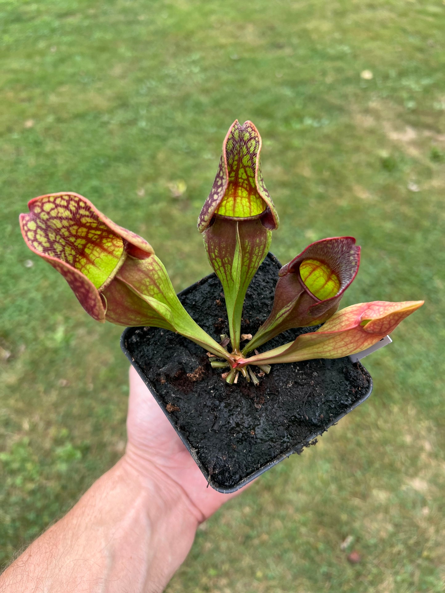 Sarracenia purpurea ssp. purpurea (Centre Co, PA) - Seed Grown #70