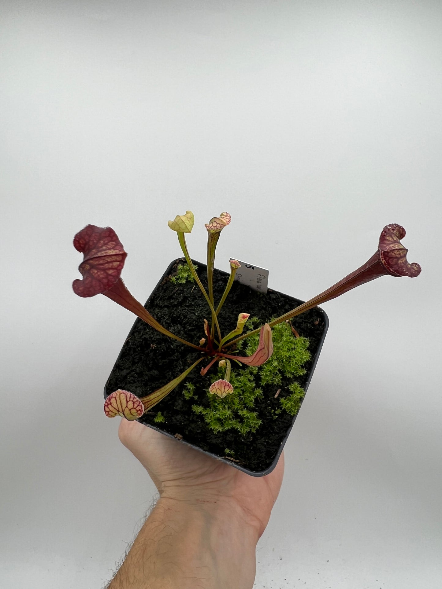 Sarracenia flava var. rubricorpora x “Strawberry Milkshake” - Seed Grown #5