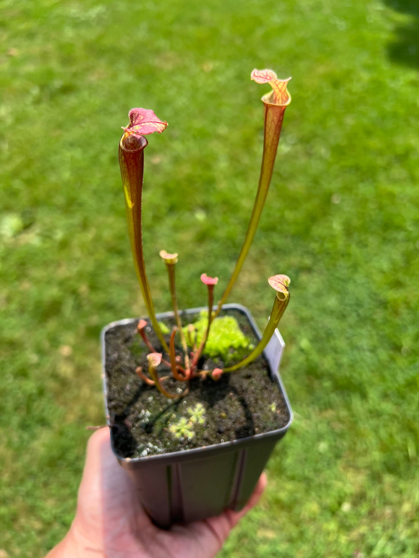 Sarracenia flava var. rubricorpora x “Strawberry Milkshake” - Seed Grown #1