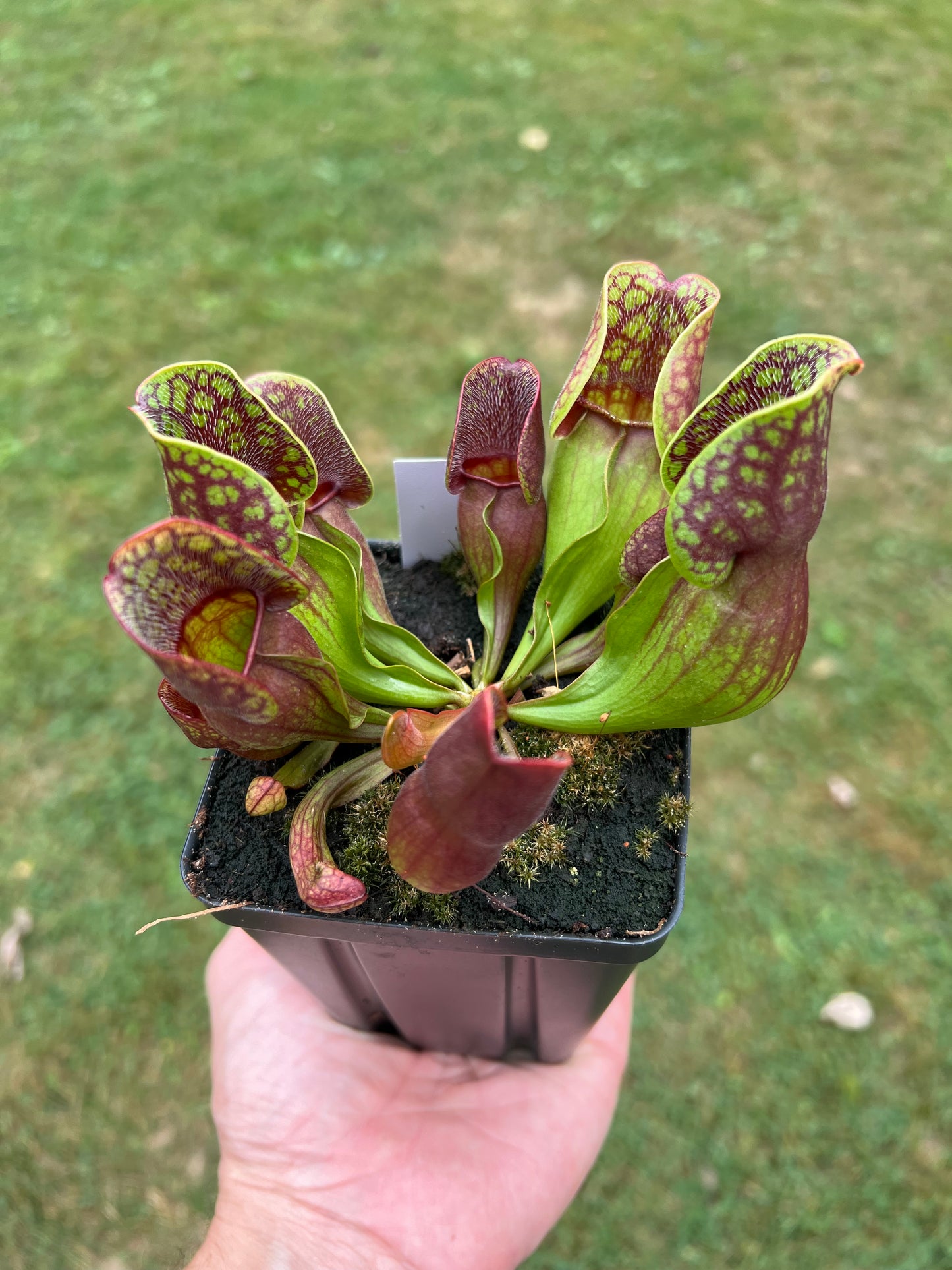 Sarracenia purpurea ssp. purpurea (Centre Co, PA) - Seed Grown #72