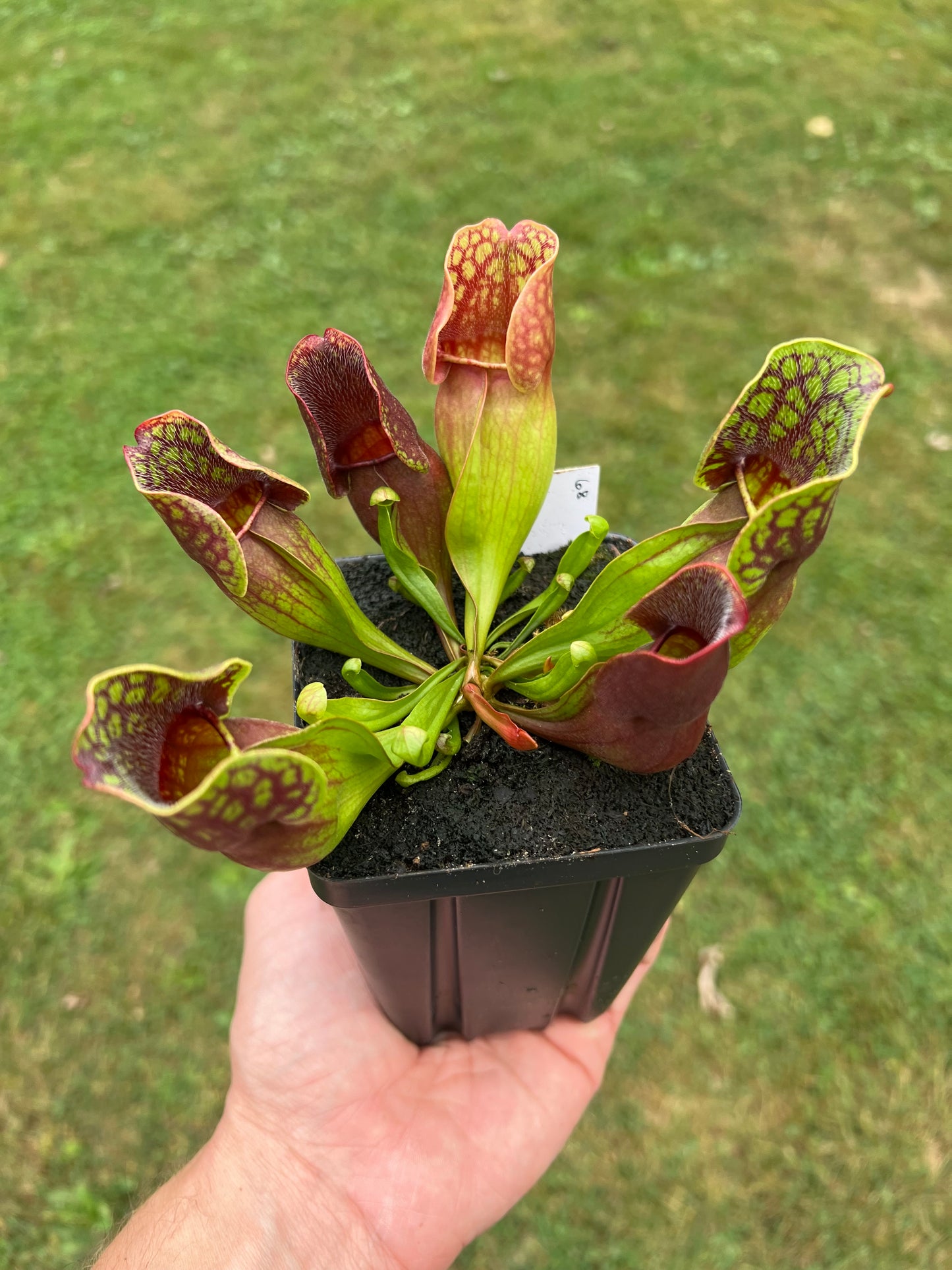 Sarracenia purpurea ssp. purpurea (Centre Co, PA) - Seed Grown #68