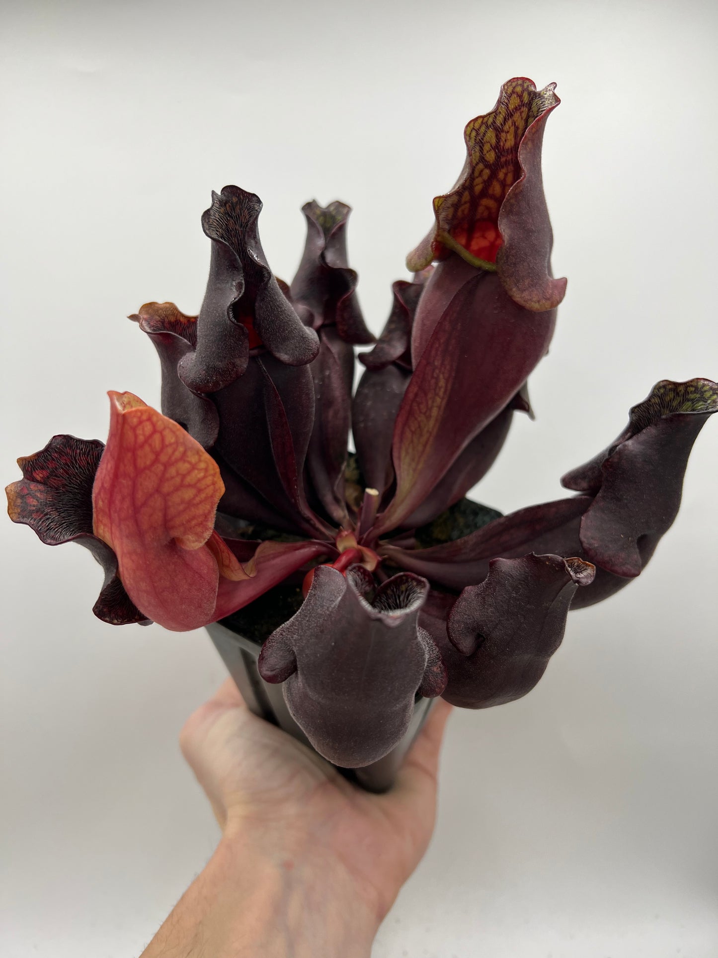 Sarracenia purpurea ssp. purpurea “Special” #5