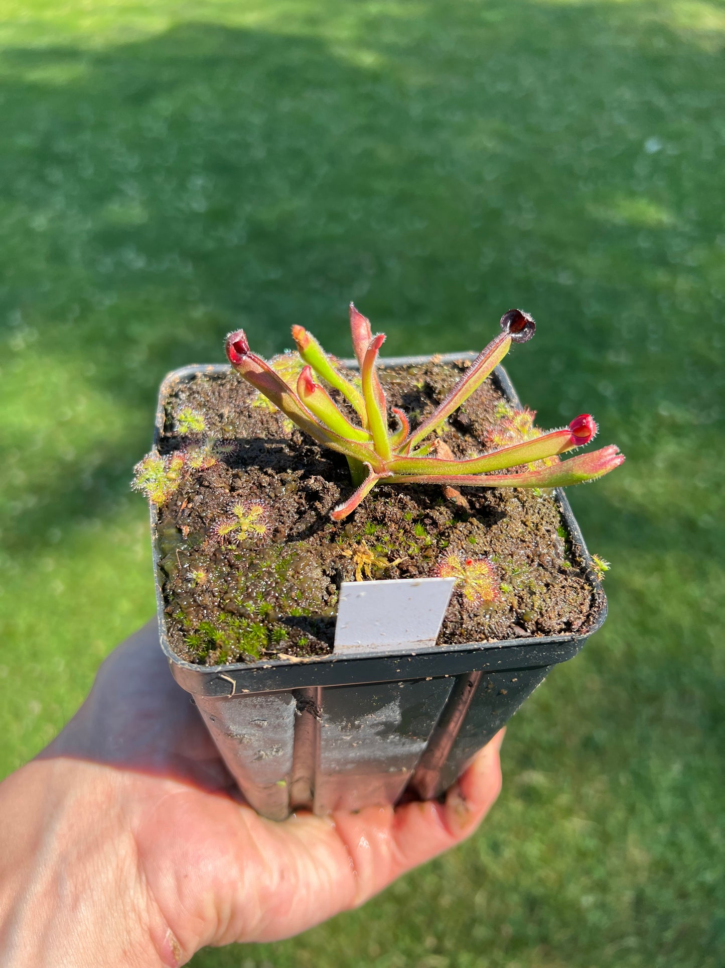 Heliamphora sarracenioides (AW-H-Sar-02SG) - juvenile