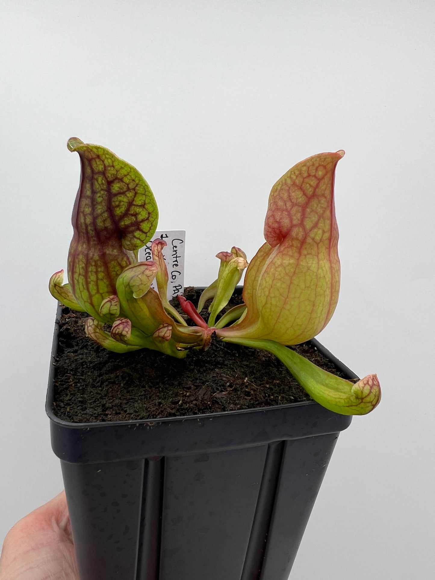 Sarracenia purpurea ssp. purpurea (Centre Co, PA) x (Ocean Co, NJ) - Seed Grown #1