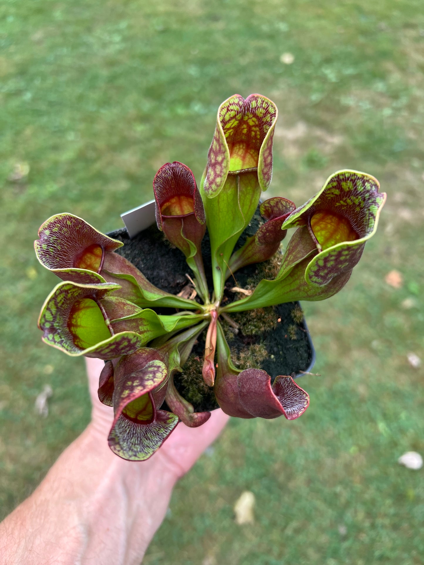 Sarracenia purpurea ssp. purpurea (Centre Co, PA) - Seed Grown #72