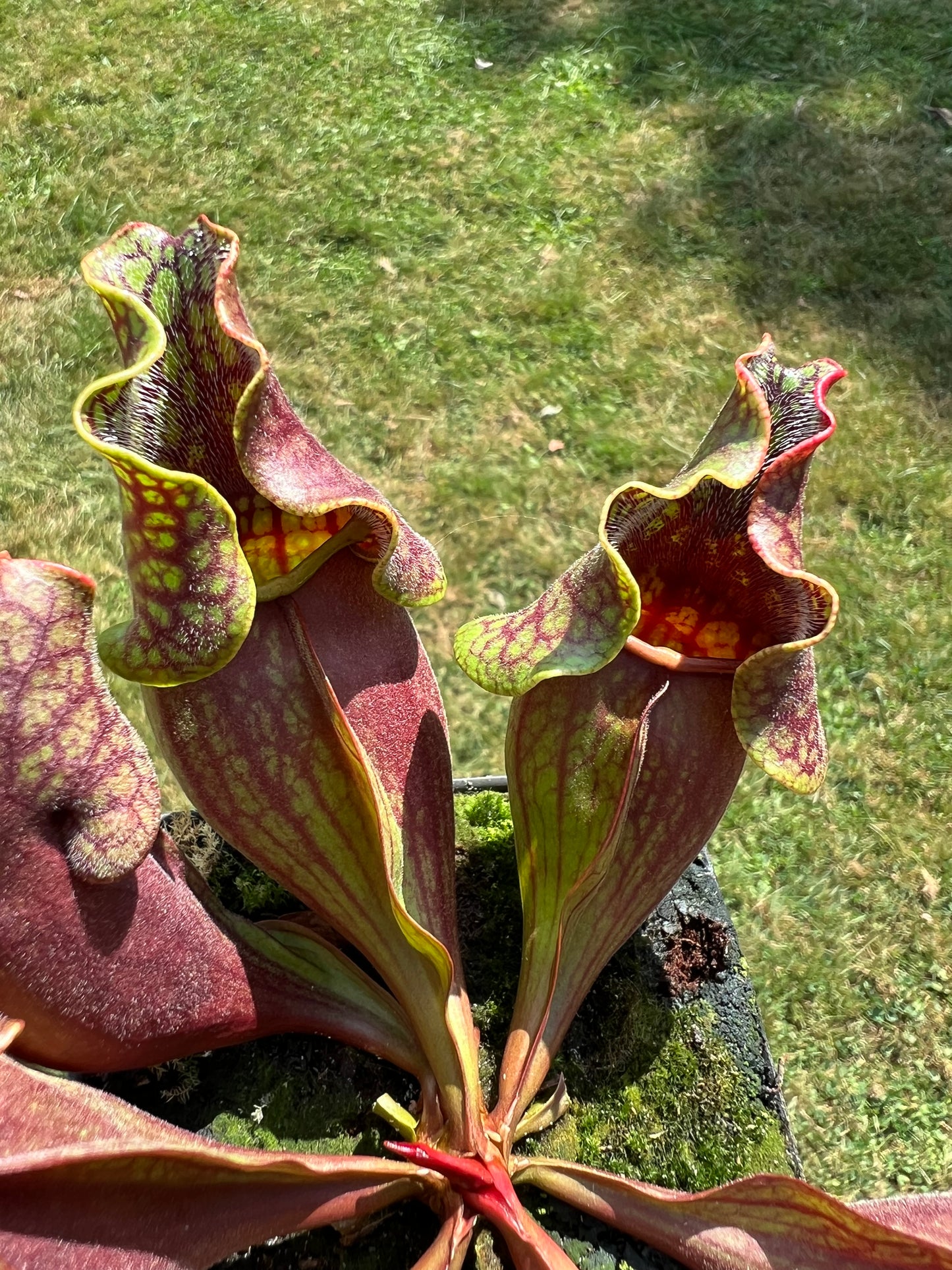 Sarracenia purpurea ssp. purpurea (Centre Co, PA) - Seed Grown #61