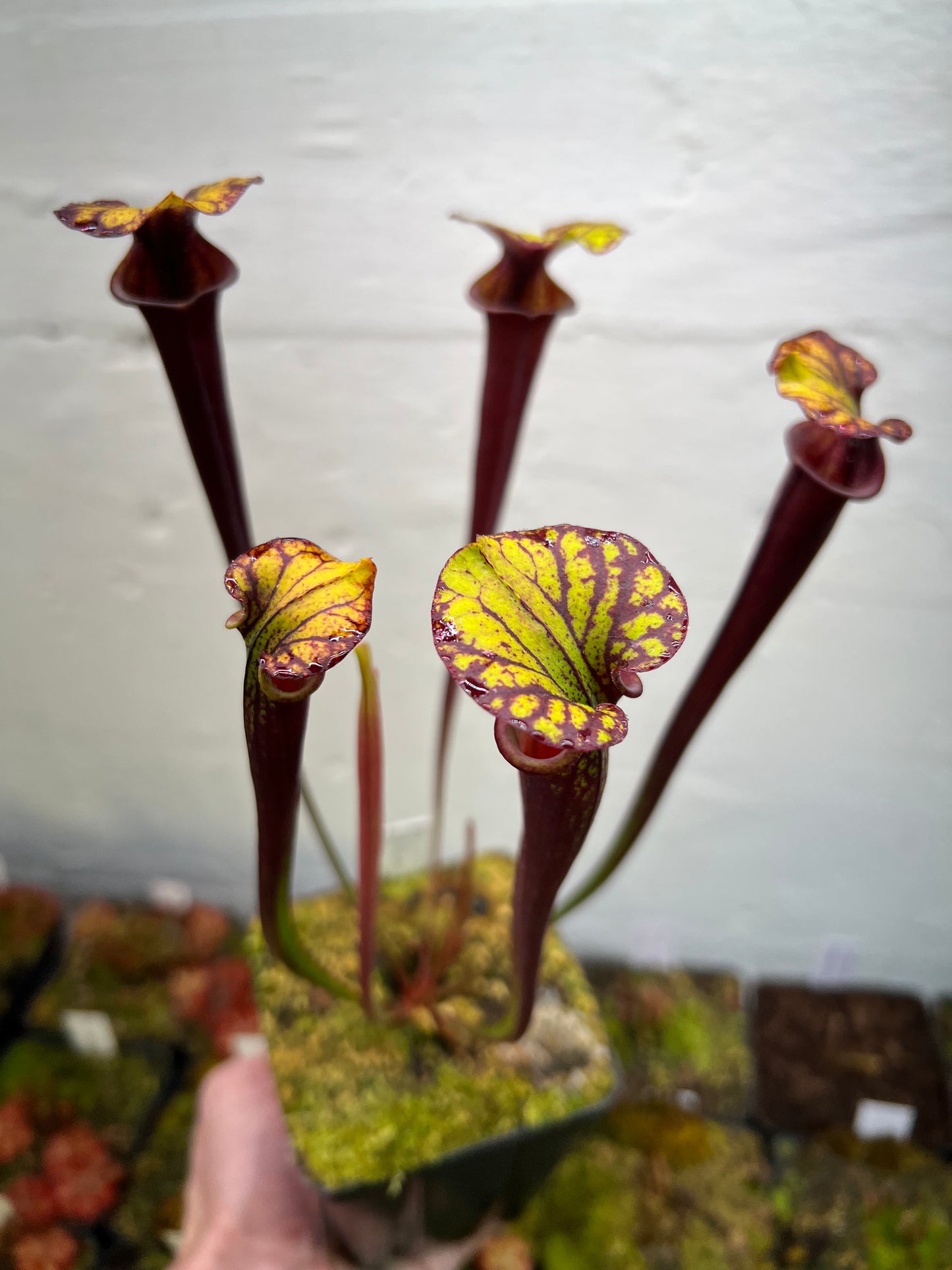 Sarracenia flava var. rubricorpora (Liberty Co, FL) - Seed Grown #8