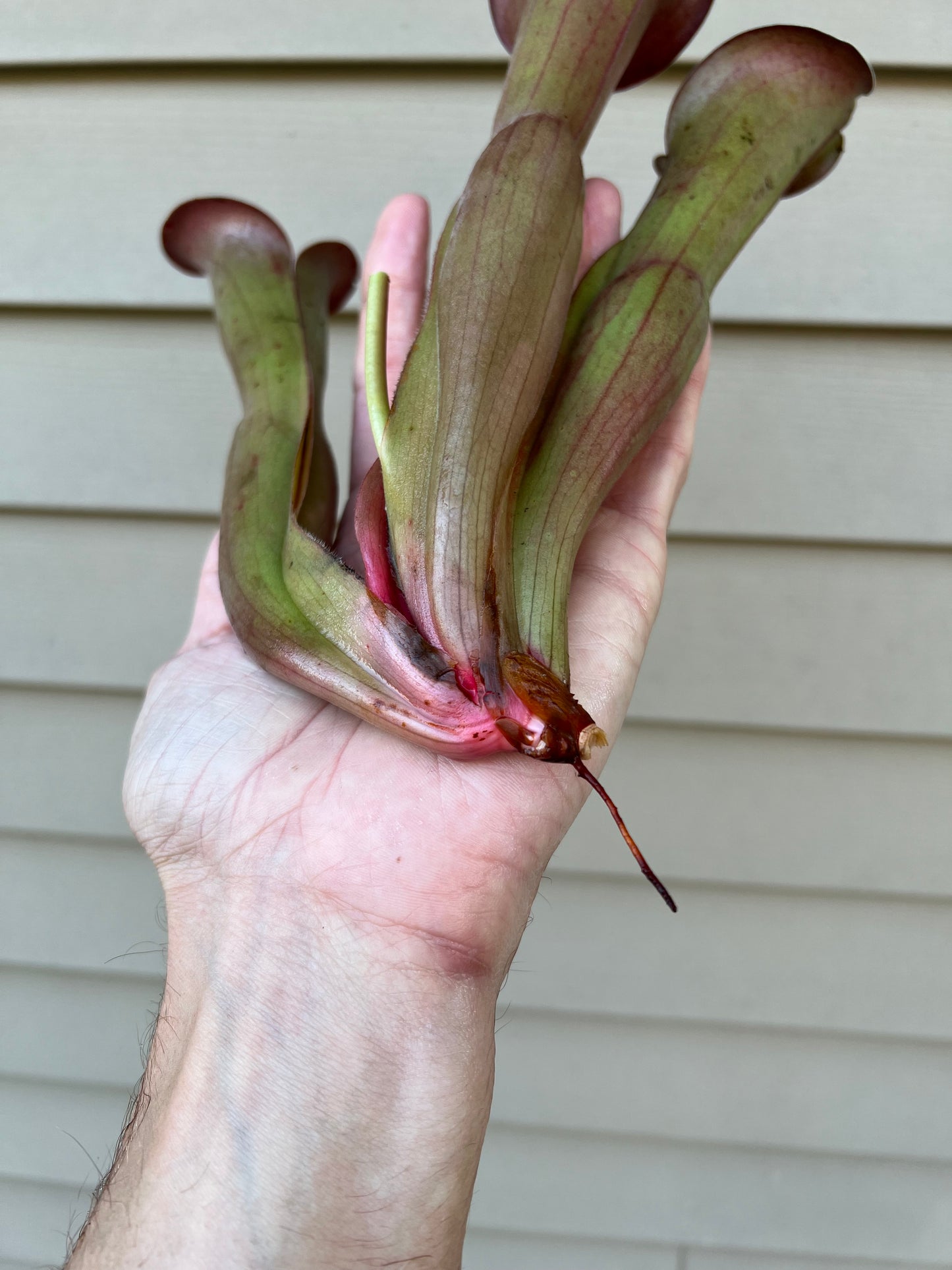 Heliamphora “Nutans Giant” x (tatei x folliculata) SG 8.14.19 LC1 - Division A