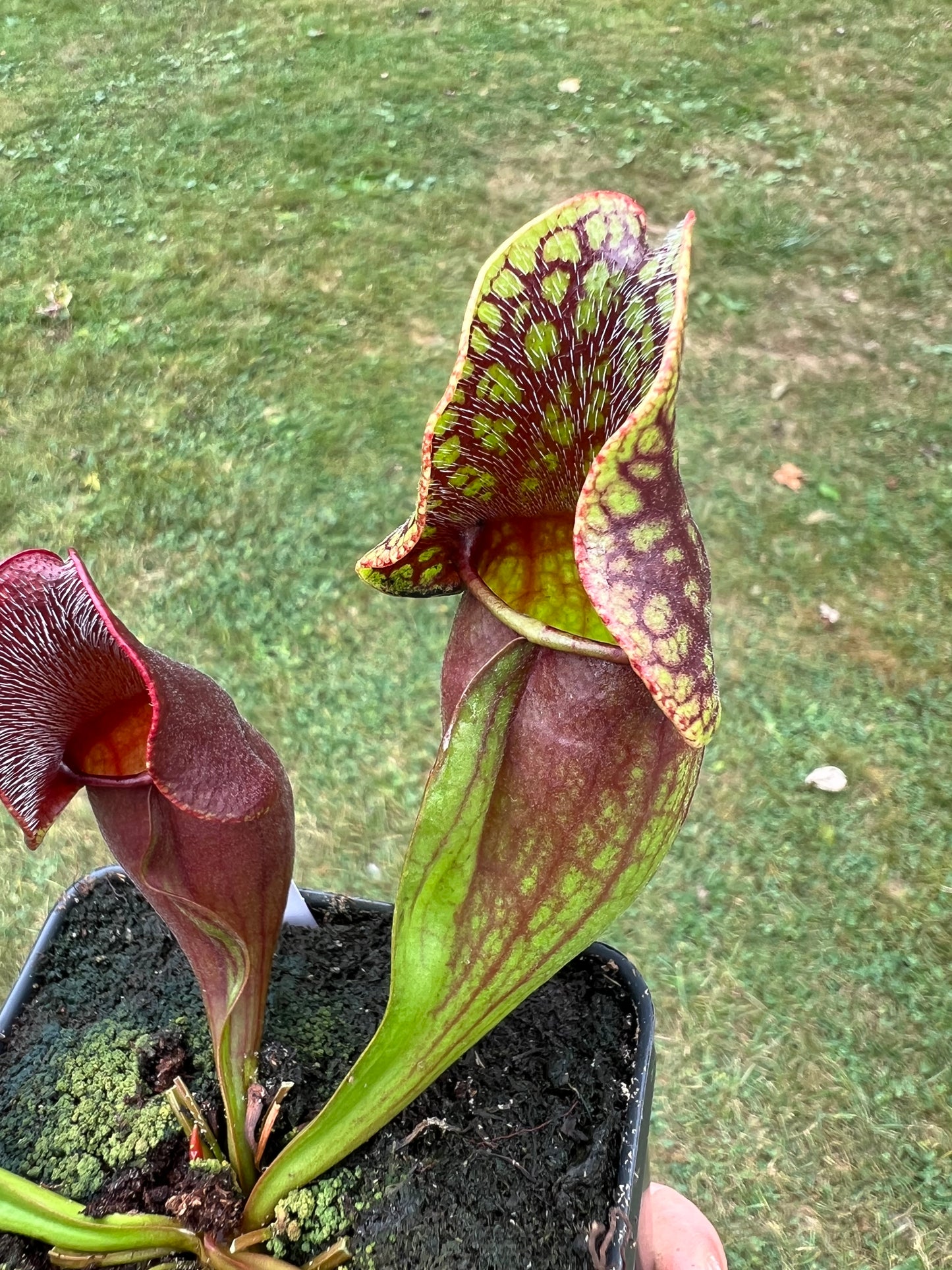 Sarracenia purpurea ssp. purpurea (Centre Co, PA) - Seed Grown #74