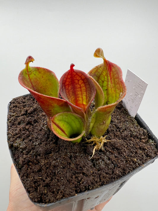 Heliamphora minor var. pilosa (Akopan) x macdonaldae