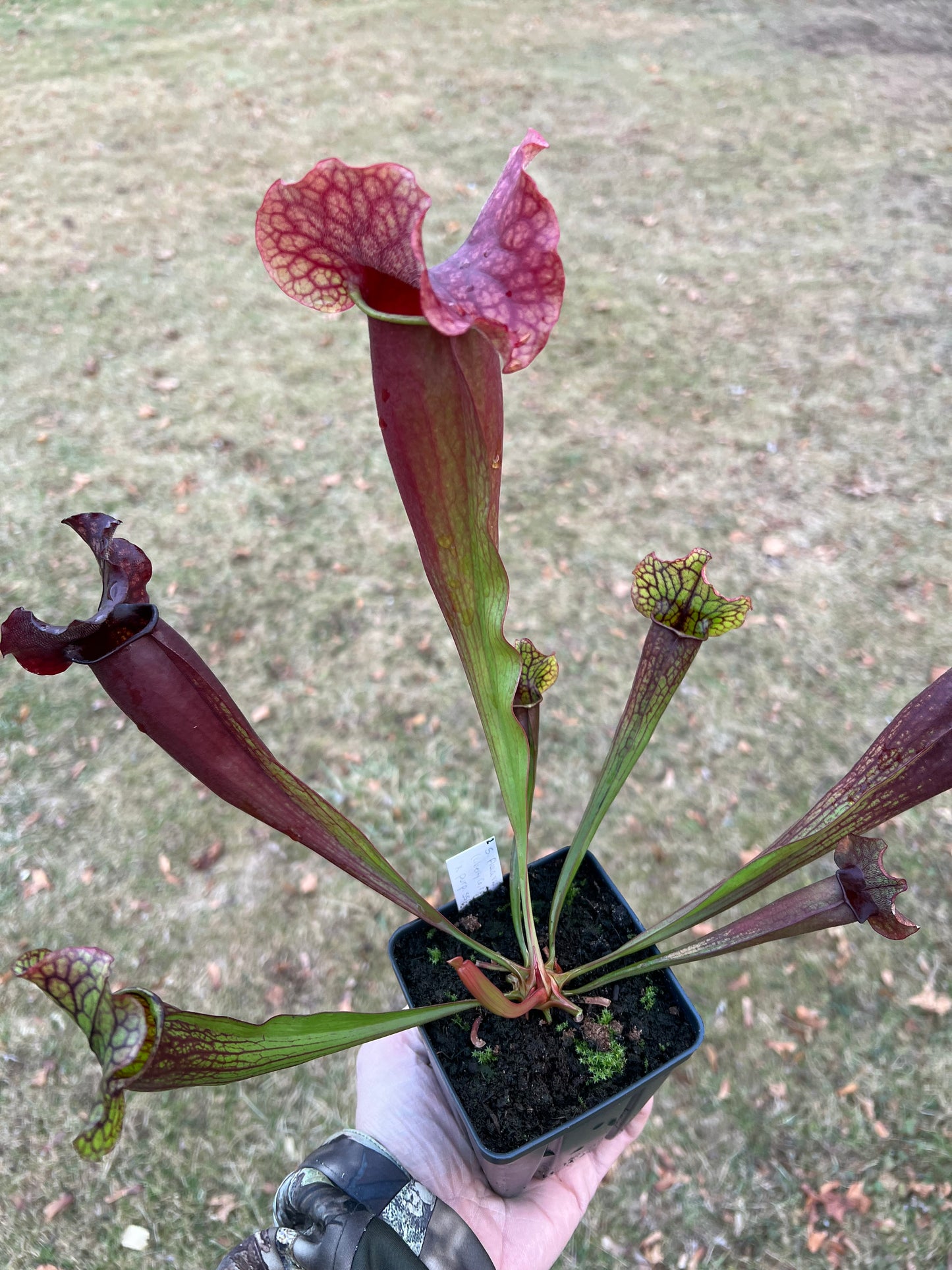 Sarracenia x catesbaei - (flava var. rubricorp. x purp. venosa) - Seed Grown #2