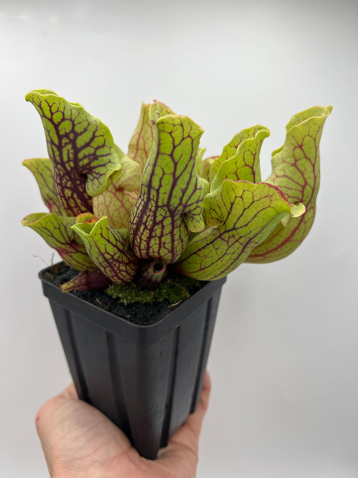 Sarracenia purpurea ssp. venosa “Little Carnivores” - Seed Grown #24