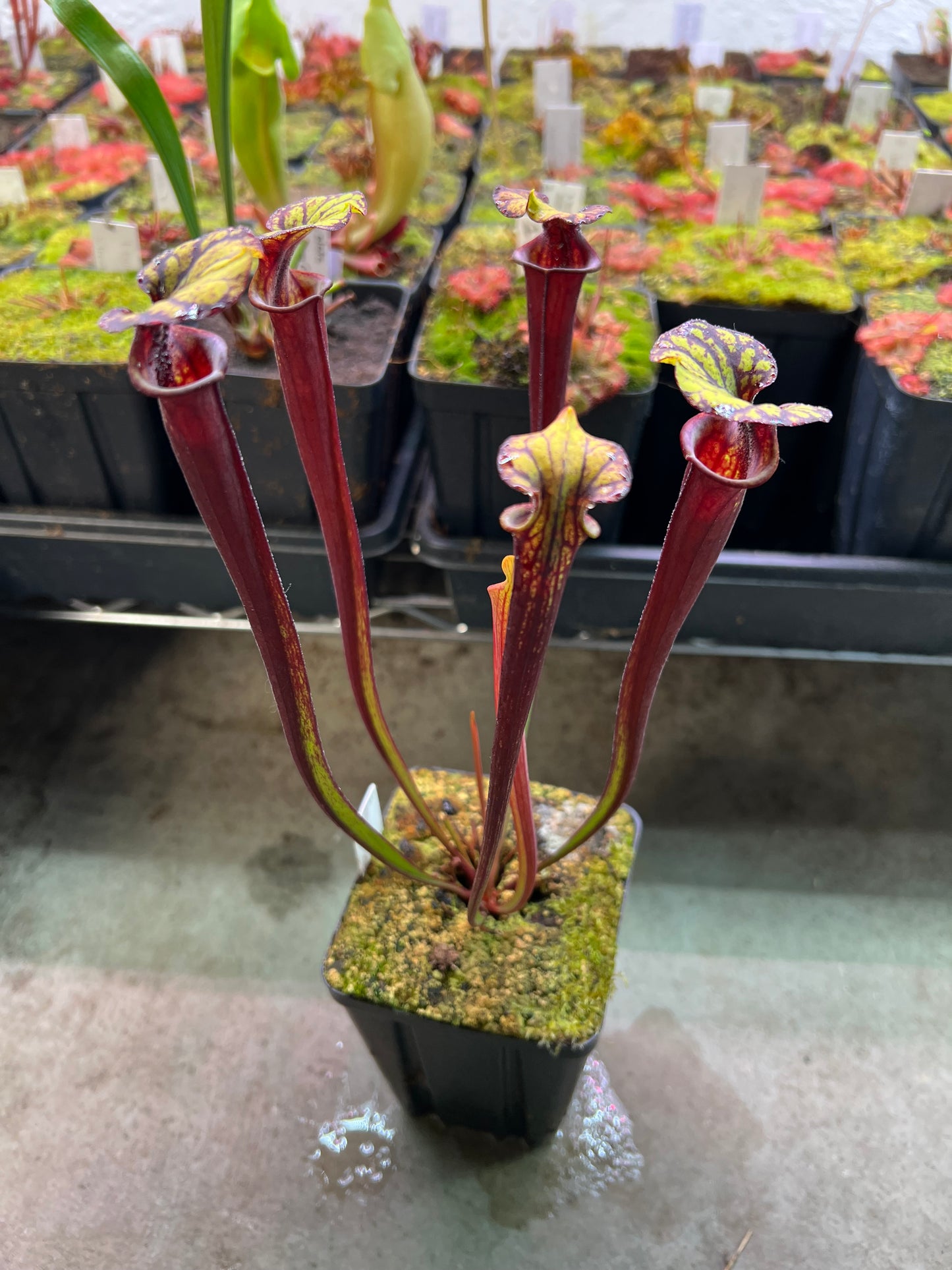 Sarracenia flava var. rubricorpora (Liberty Co, FL) - Seed Grown #8