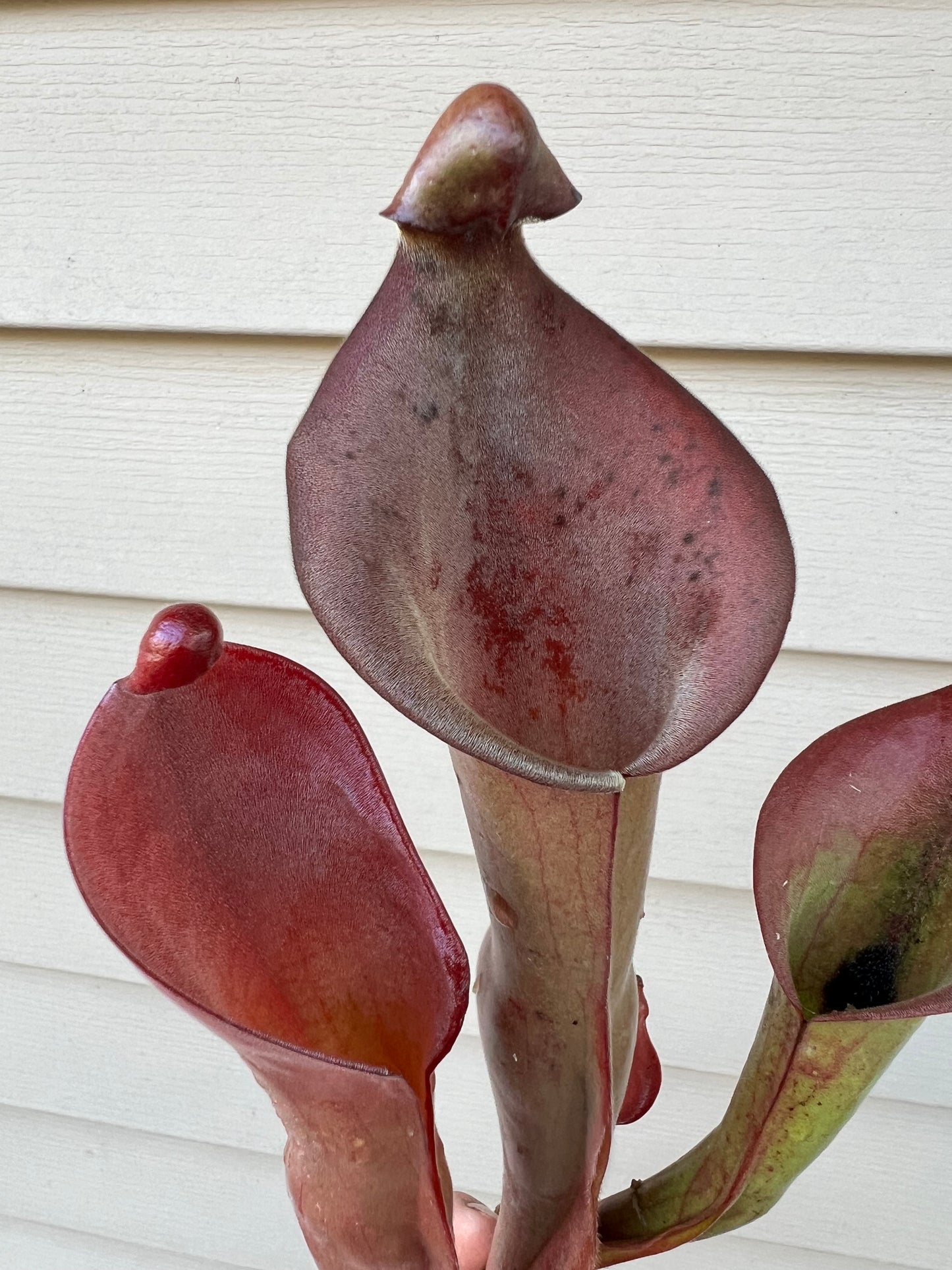 Heliamphora “Nutans Giant” x (tatei x folliculata) SG 8.14.19 LC1 - Division B