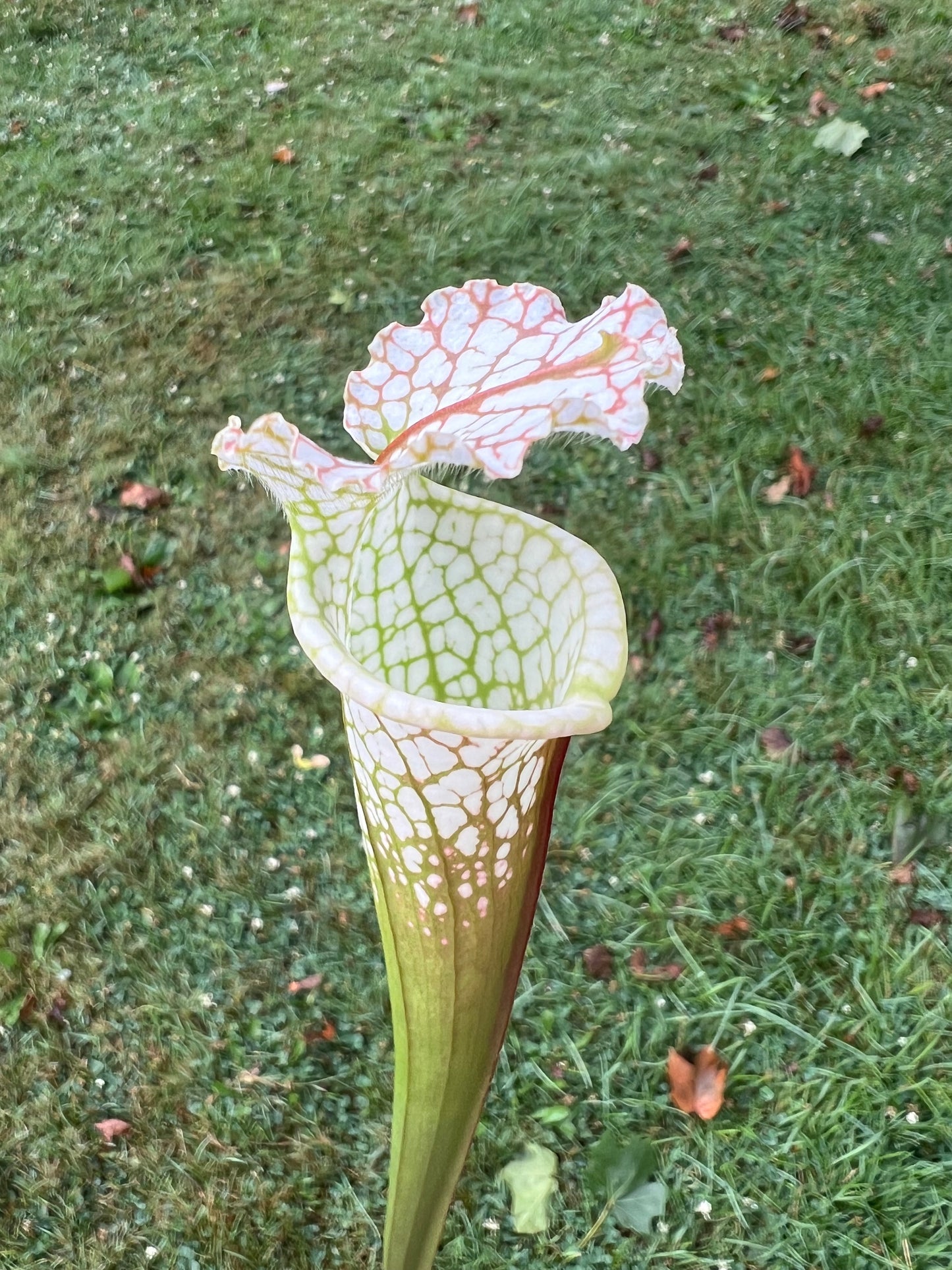 Sarracenia leucophylla “Hurricane Creek White” Clone A x self - Seed Grown #9