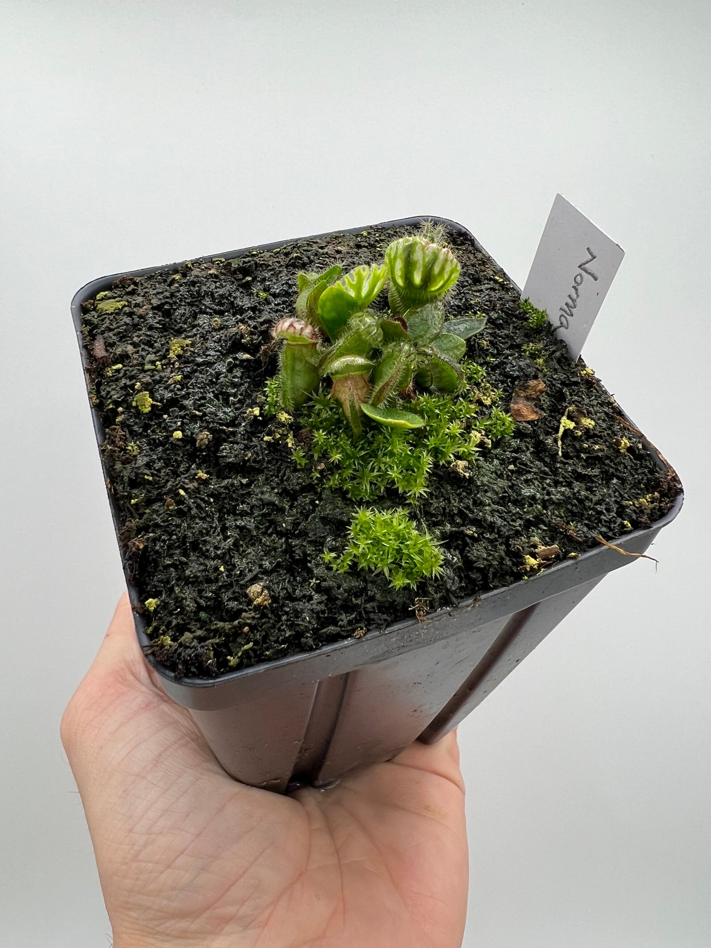 Cephalotus follicularis “Norma”