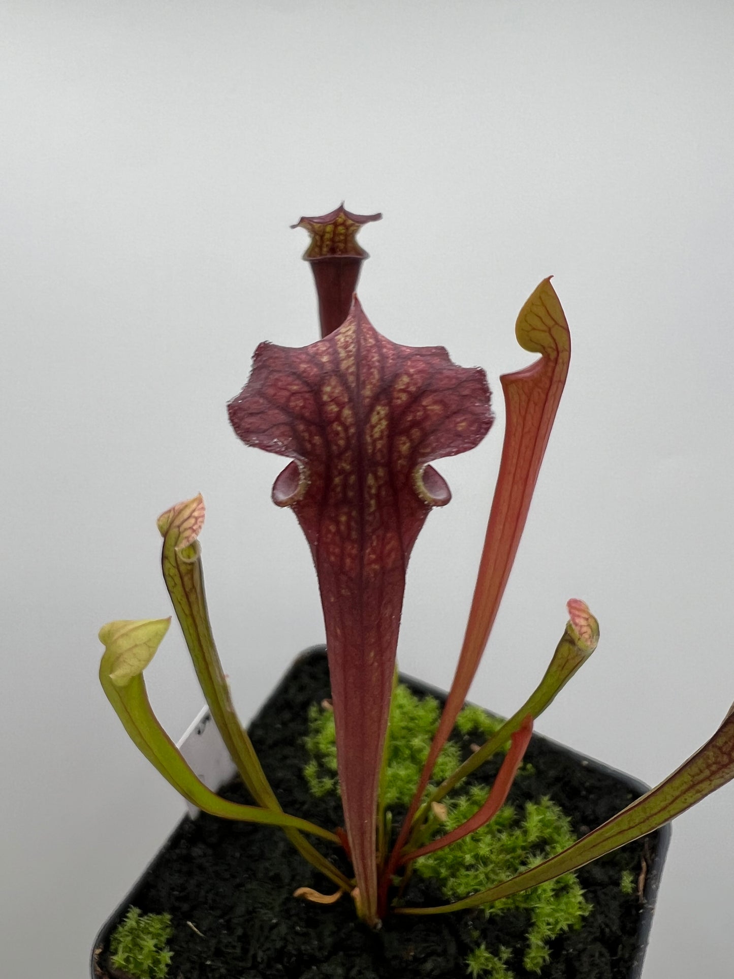 Sarracenia flava var. rubricorpora x “Strawberry Milkshake” - Seed Grown #5