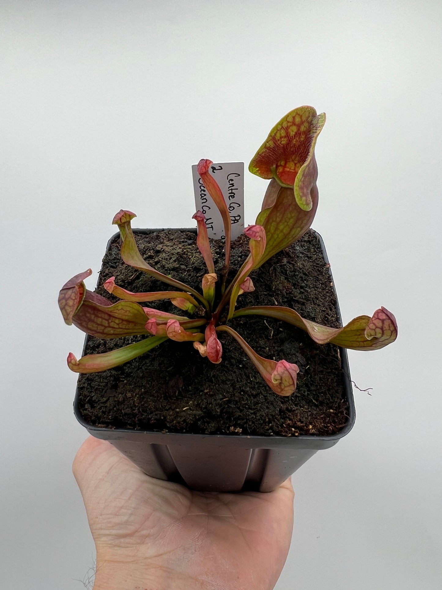 Sarracenia purpurea ssp. purpurea (Centre Co, PA) x (Ocean Co, NJ) - Seed Grown #2