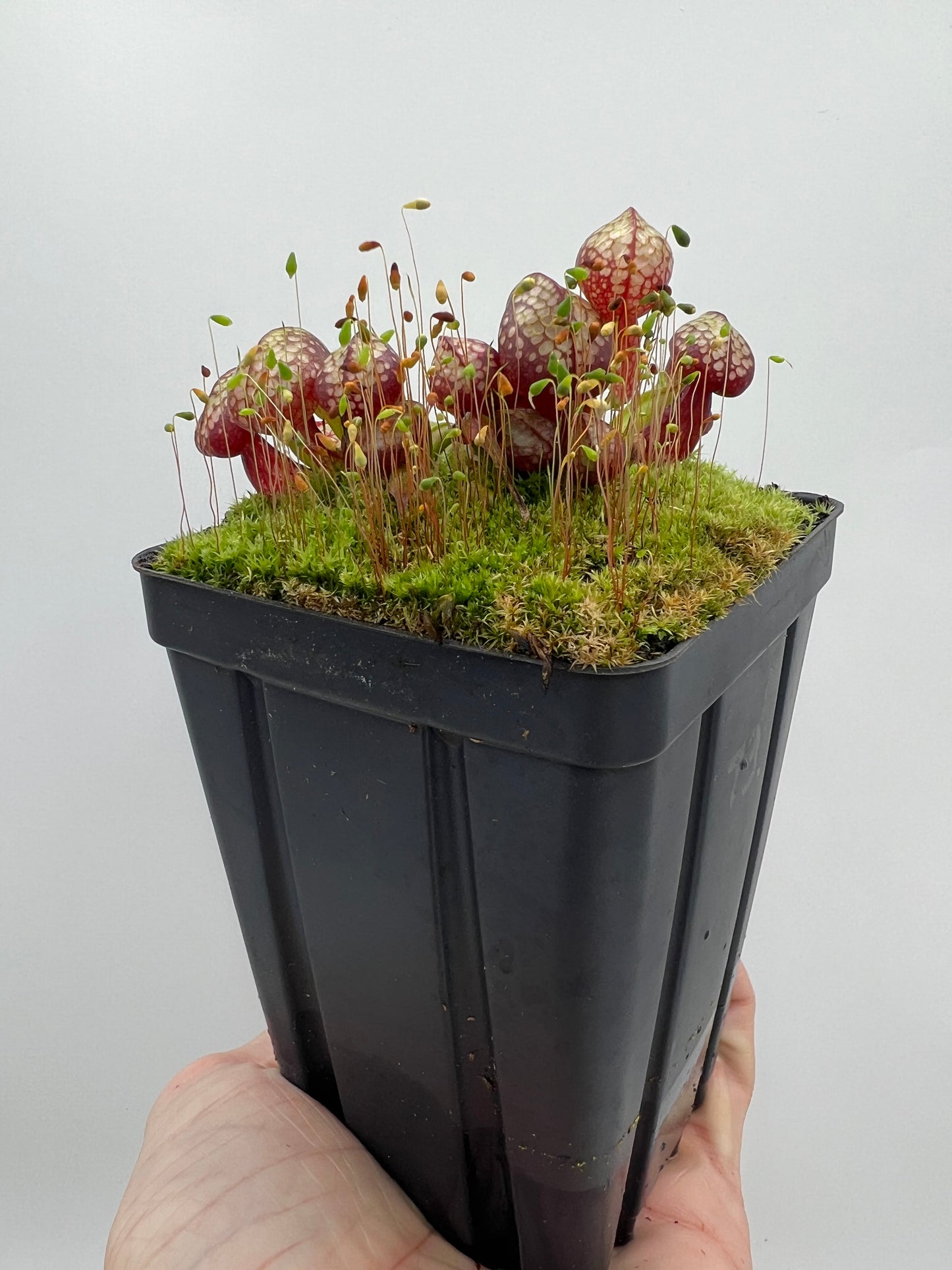 Darlingtonia californica (Cobra Pitcher Plant) - Seed Grown #73