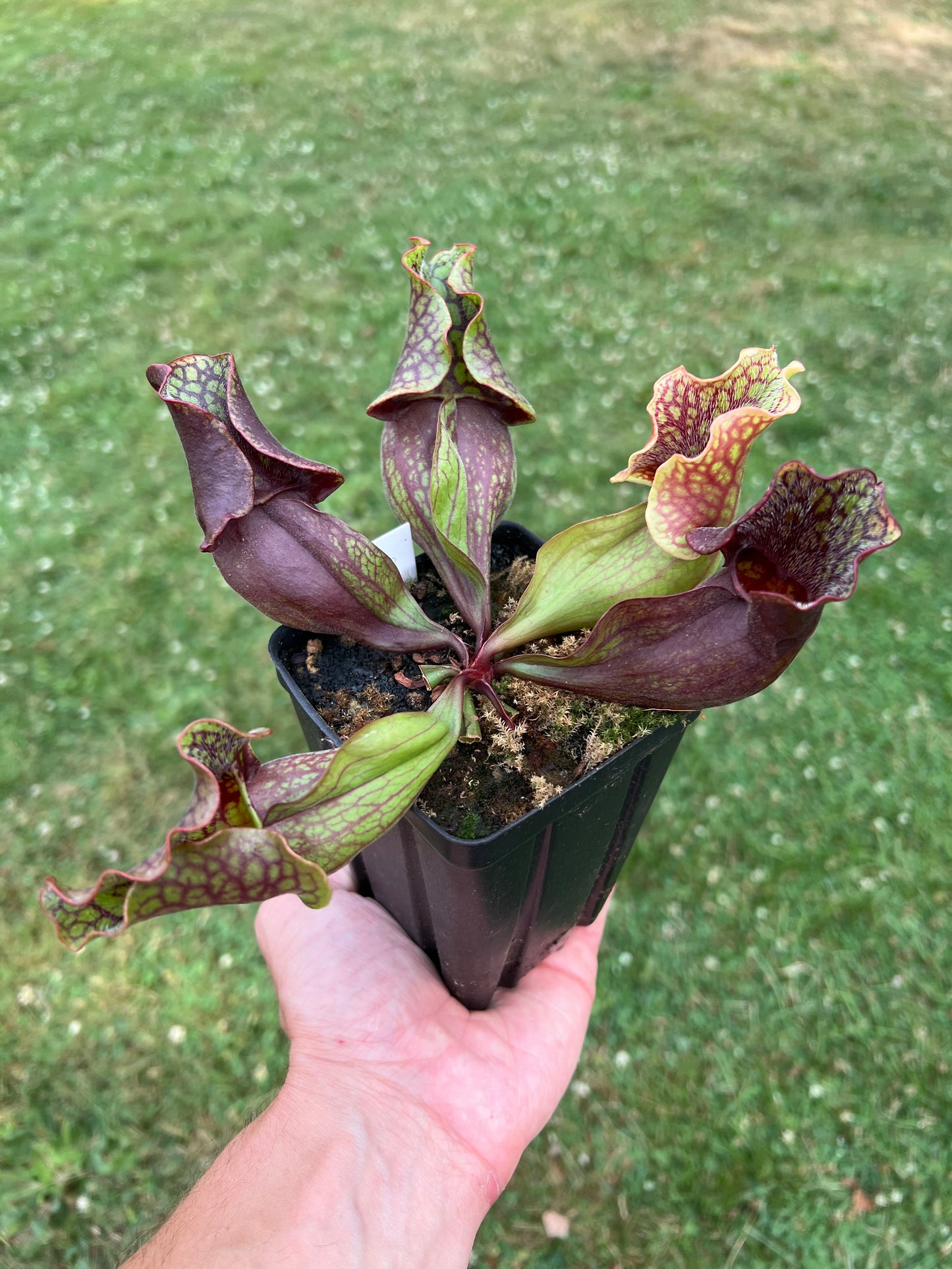 Sarracenia purpurea ssp. purpurea (Clinton Co, MI) - Seed Grown #1