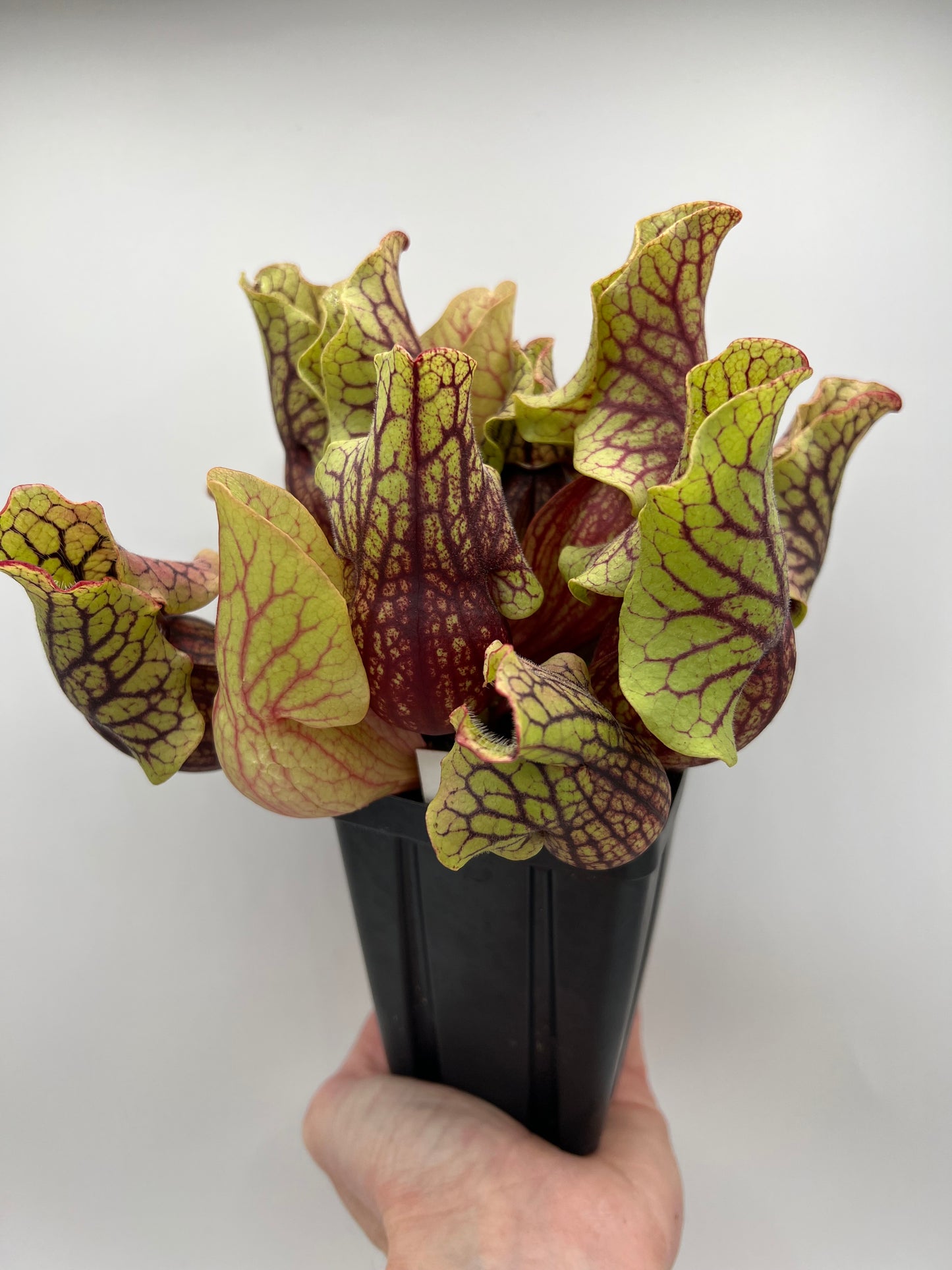 Sarracenia purpurea ssp. venosa “Little Carnivores” - Seed Grown #24