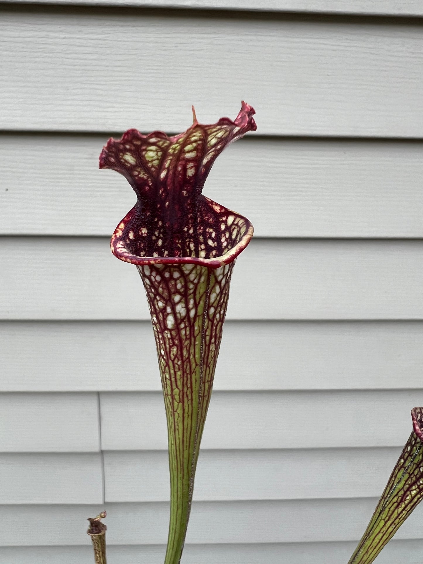 Sarracenia ‘Leah Wilkerson’ x ‘Leviathan’ - Seed Grown #6