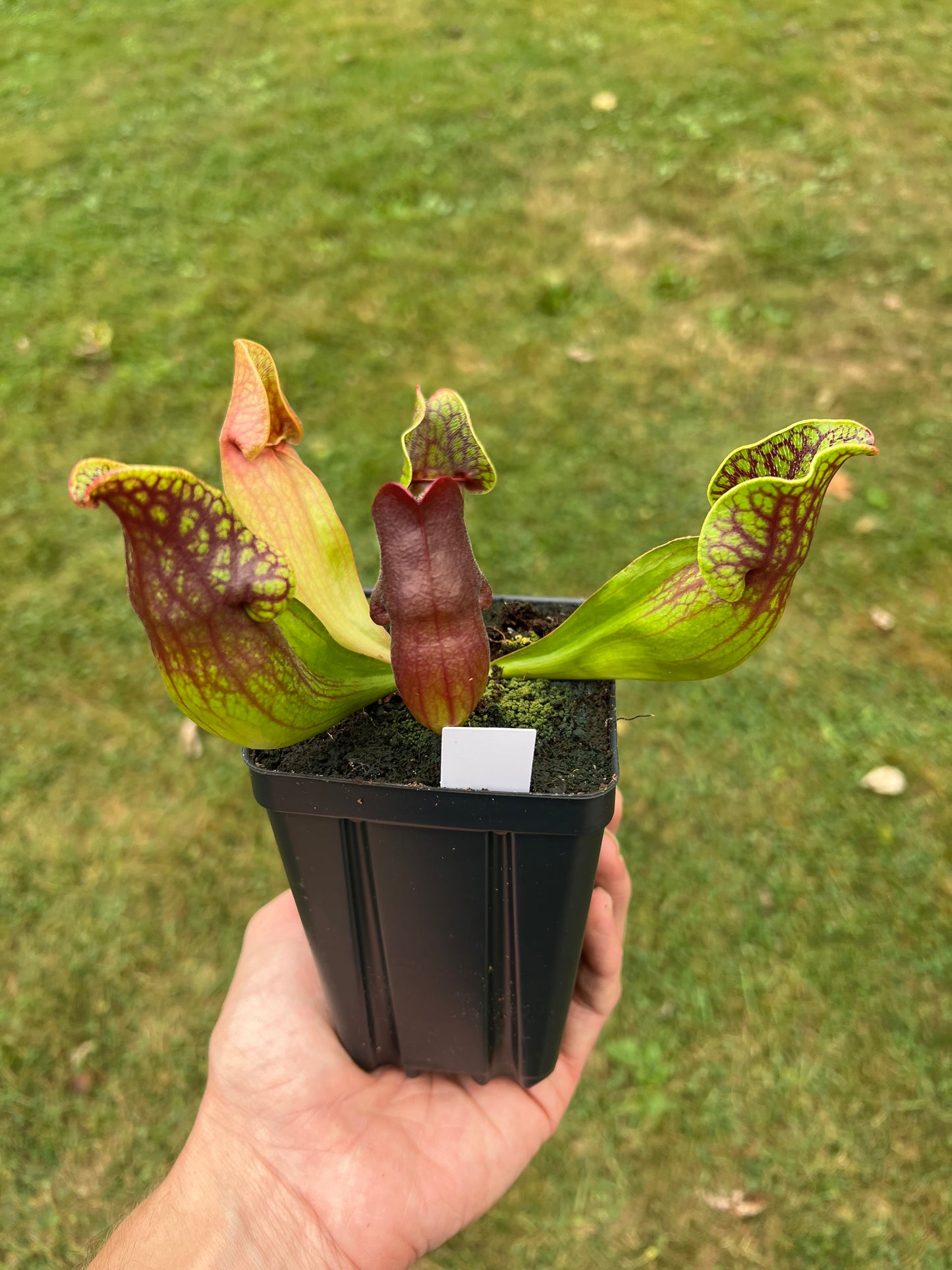 Sarracenia purpurea ssp. purpurea (Centre Co, PA) - Seed Grown #74