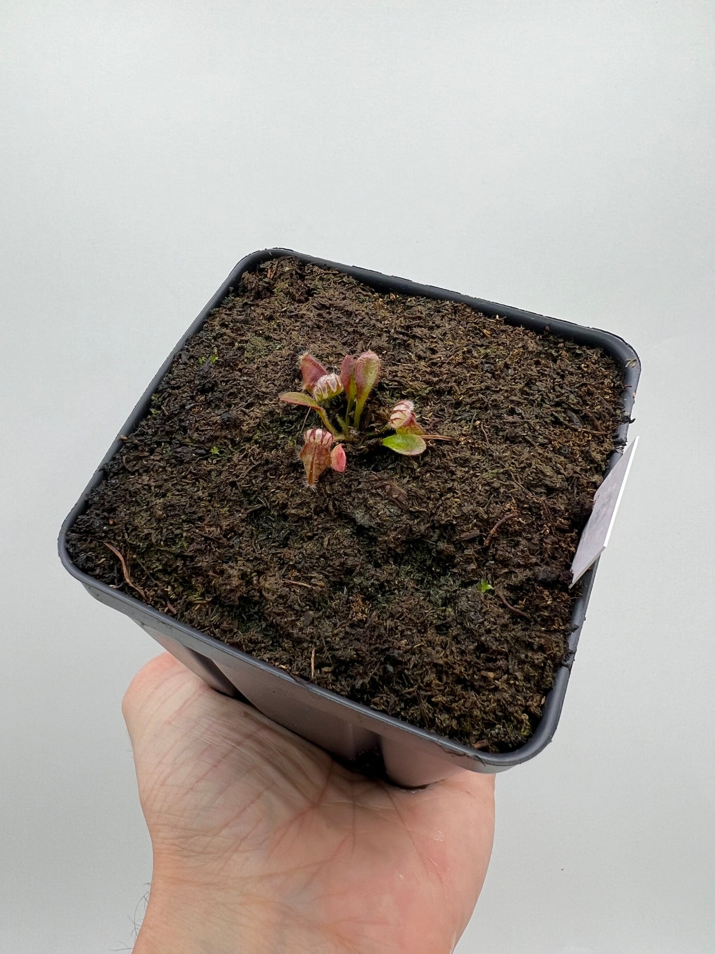 Cephalotus follicularis ‘Eden Black’ - *Rare*