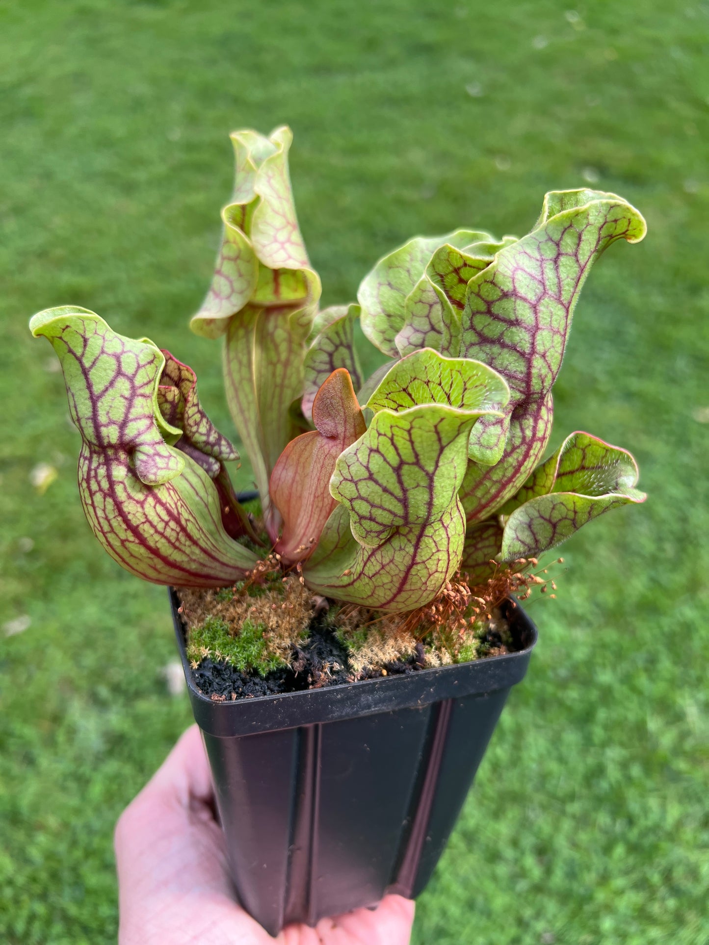 Sarracenia purpurea ssp. venosa “Little Carnivores” - Seed Grown #20