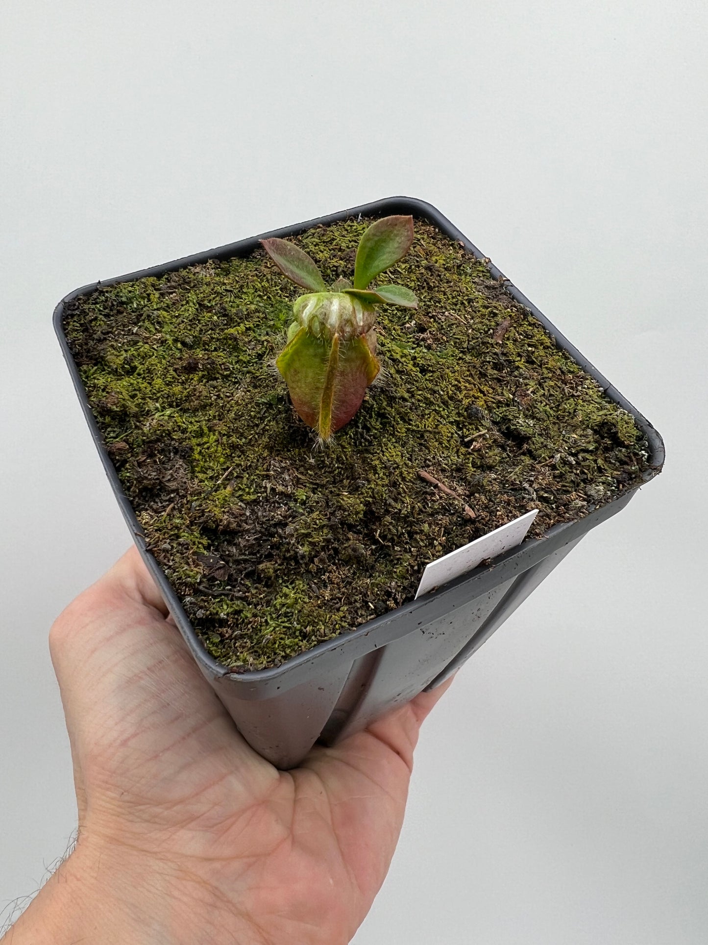 Cephalotus follicularis “Purple/Black” - Eric Smooth