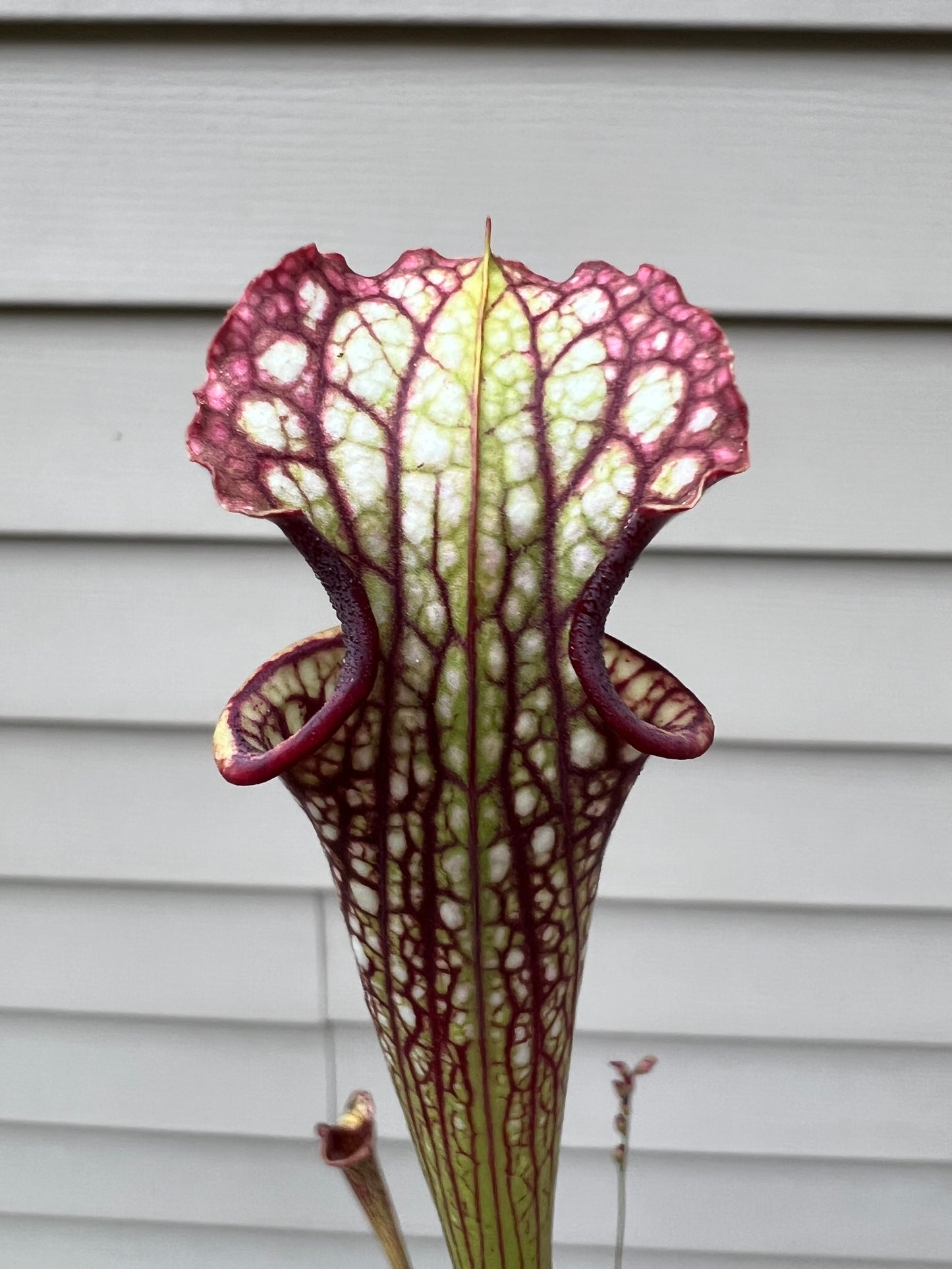 Sarracenia ‘Leah Wilkerson’ x ‘Leviathan’ - Seed Grown #6