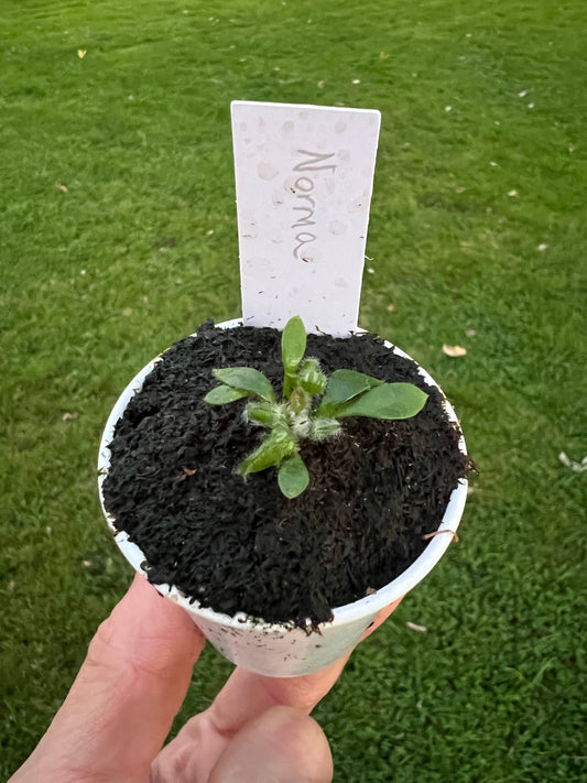 Cephalotus follicularis “Norma”