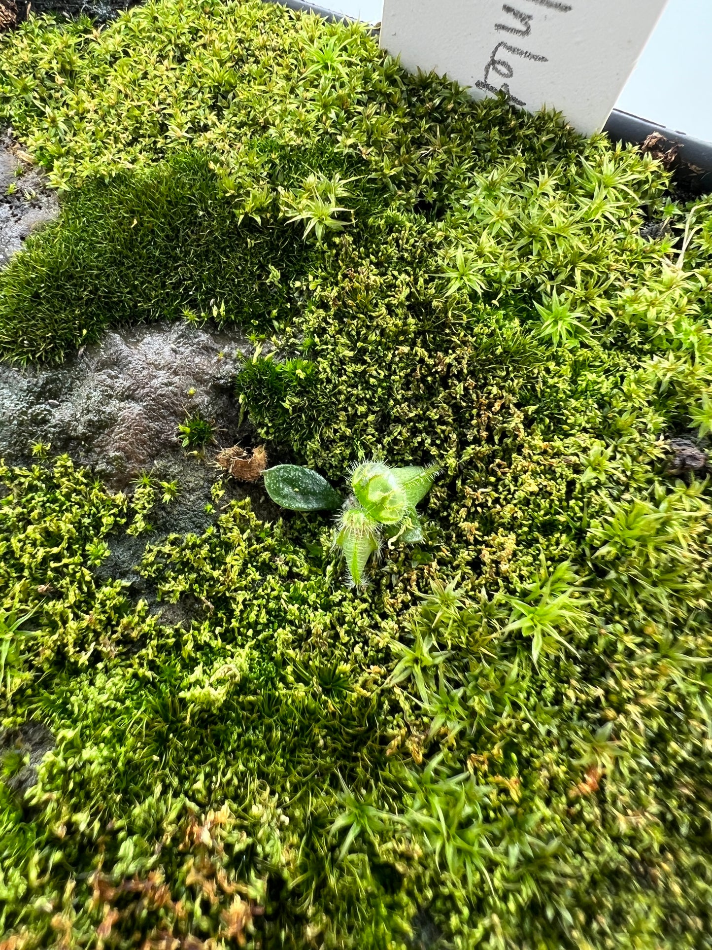 Cephalotus follicularis “Broke Inlet”