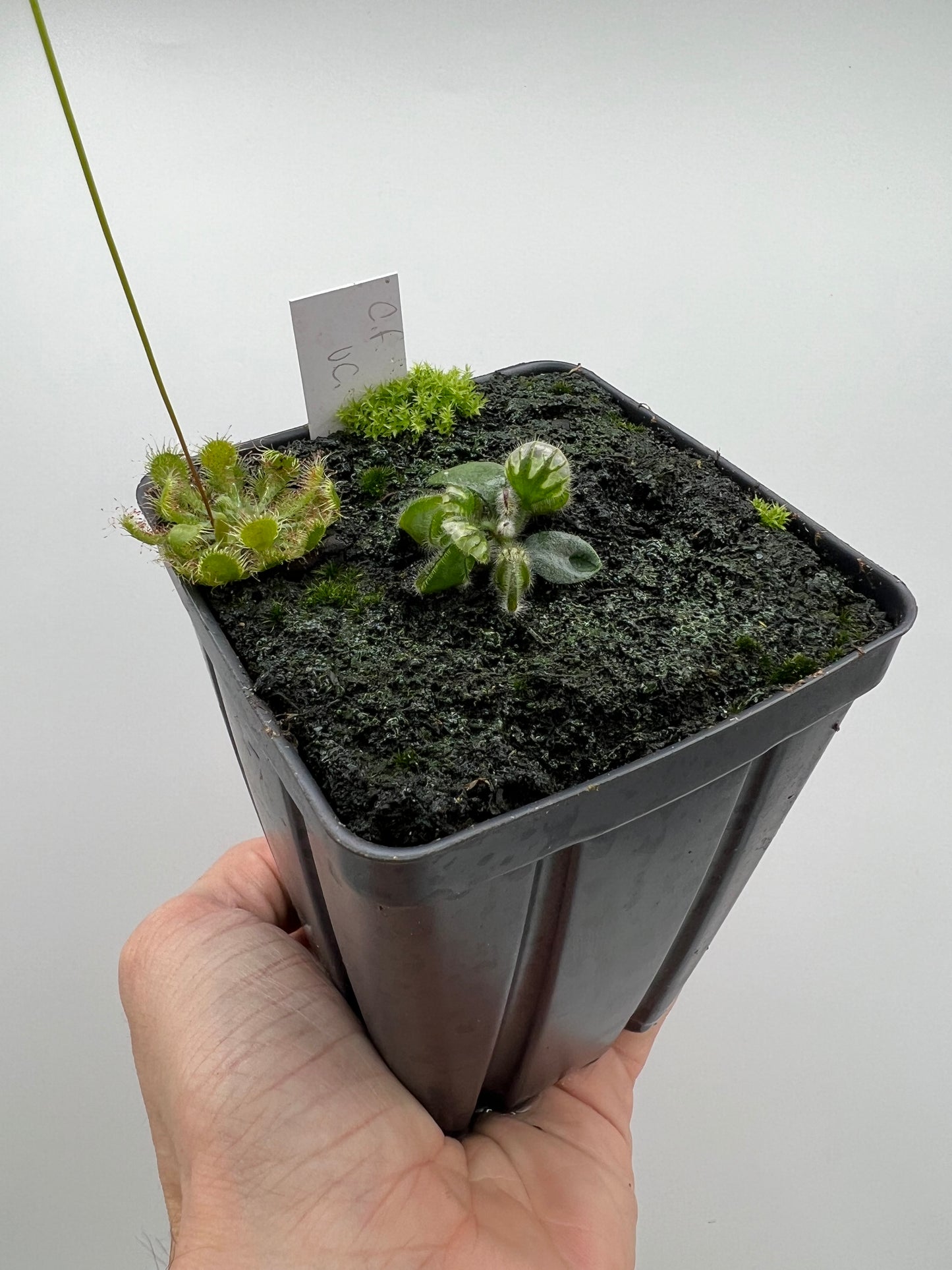 Cephalotus follicularis “UC Davis”