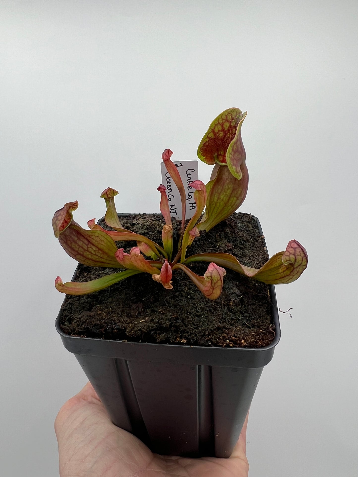 Sarracenia purpurea ssp. purpurea (Centre Co, PA) x (Ocean Co, NJ) - Seed Grown #2