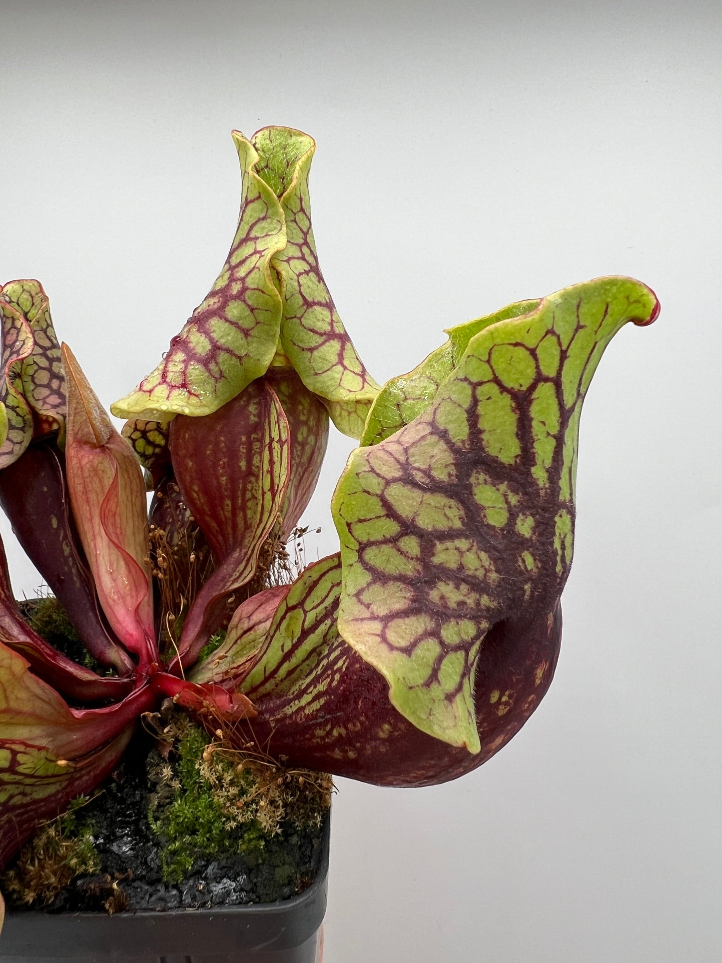 Sarracenia purpurea ssp. venosa “Little Carnivores” - Seed Grown #26