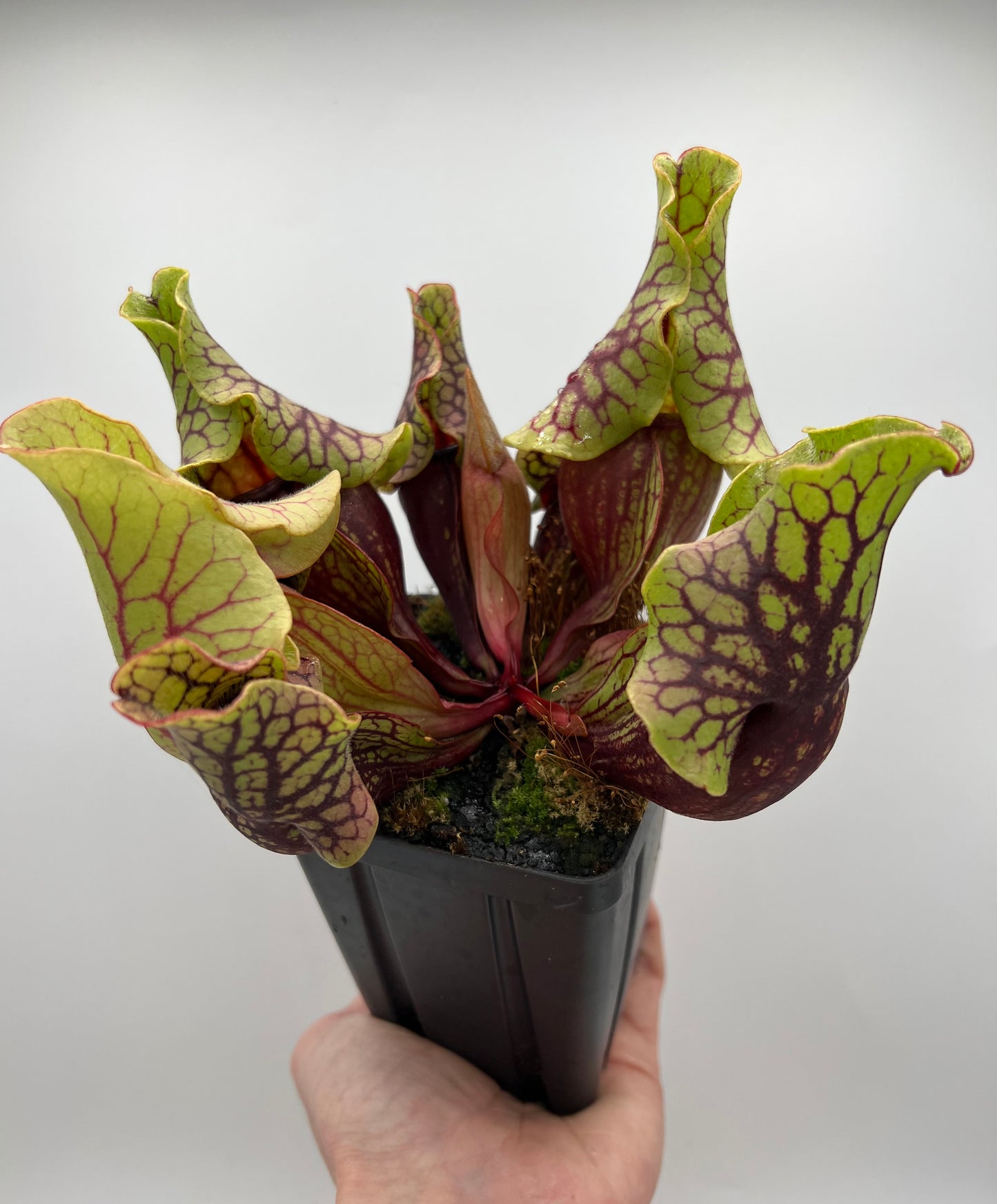 Sarracenia purpurea ssp. venosa “Little Carnivores” - Seed Grown #26